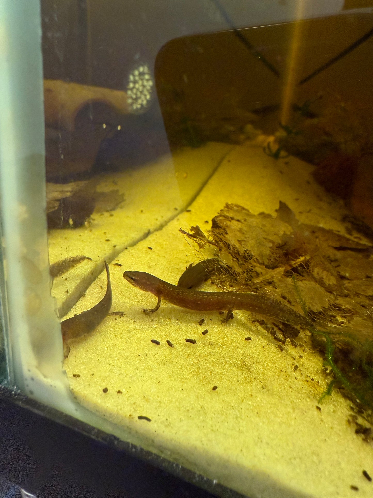 Apalachicola Waterdog (Necturus moleri)