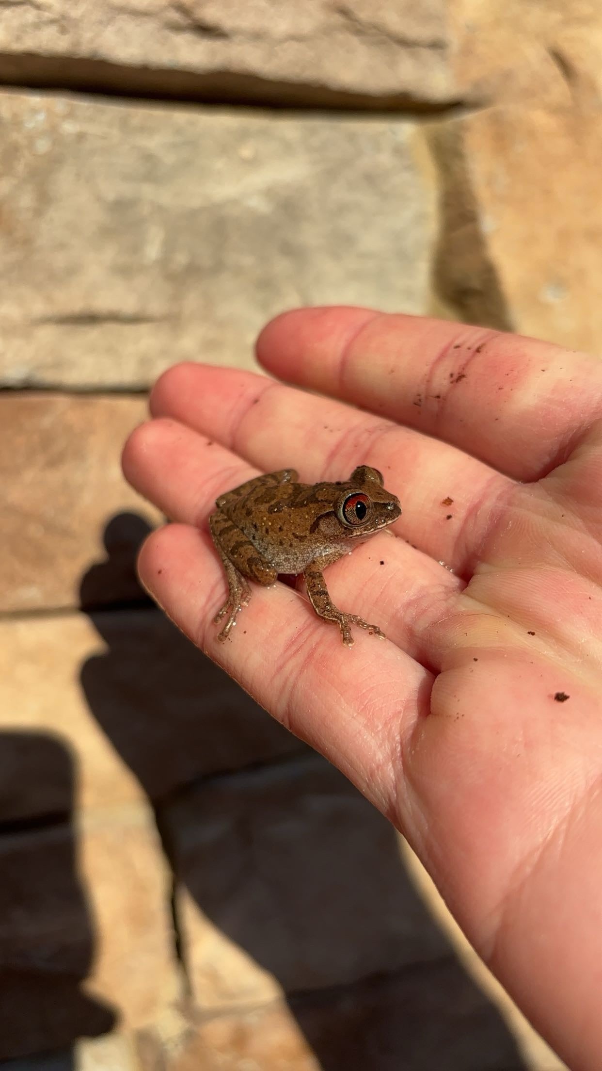 Night Spirit Frog (Leptopelis spiritusnoctis)