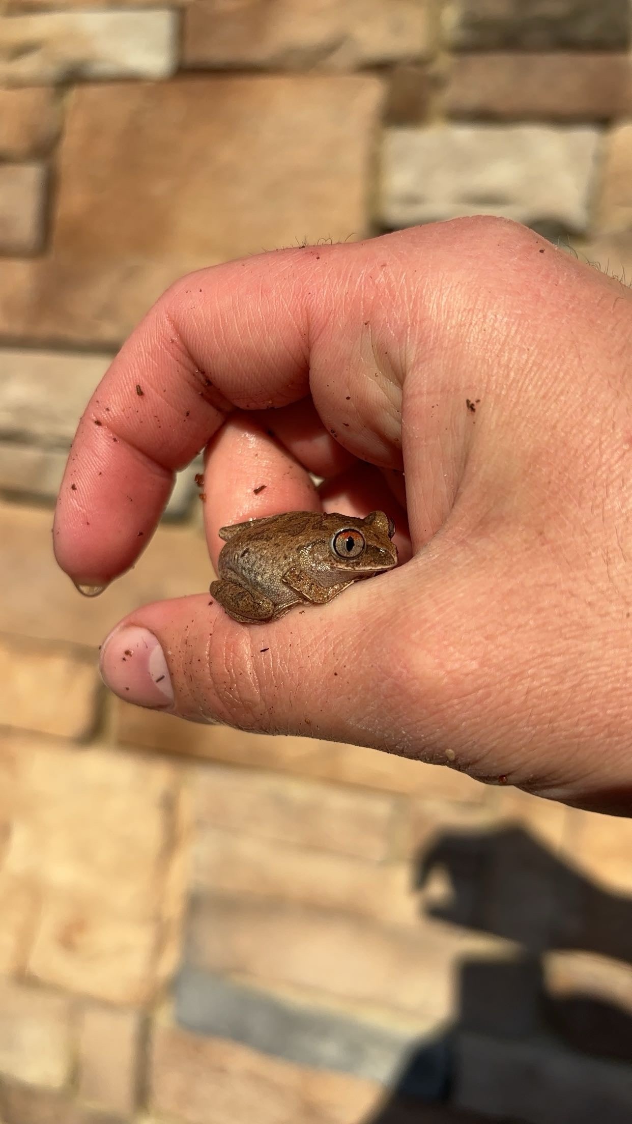 Night Spirit Frog (Leptopelis spiritusnoctis)