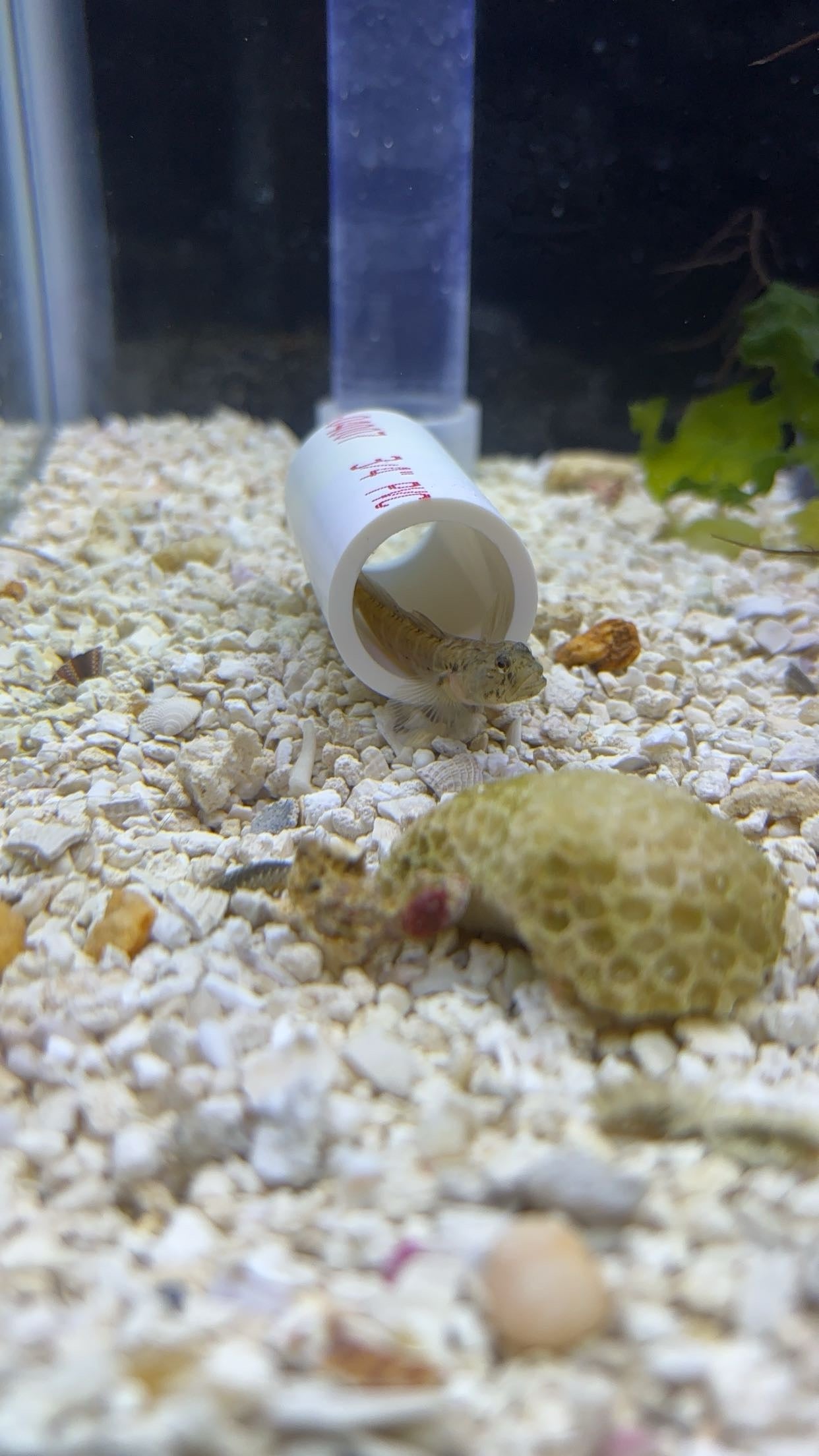 Seaboard Goby (Gobiosoma ginsburgi)