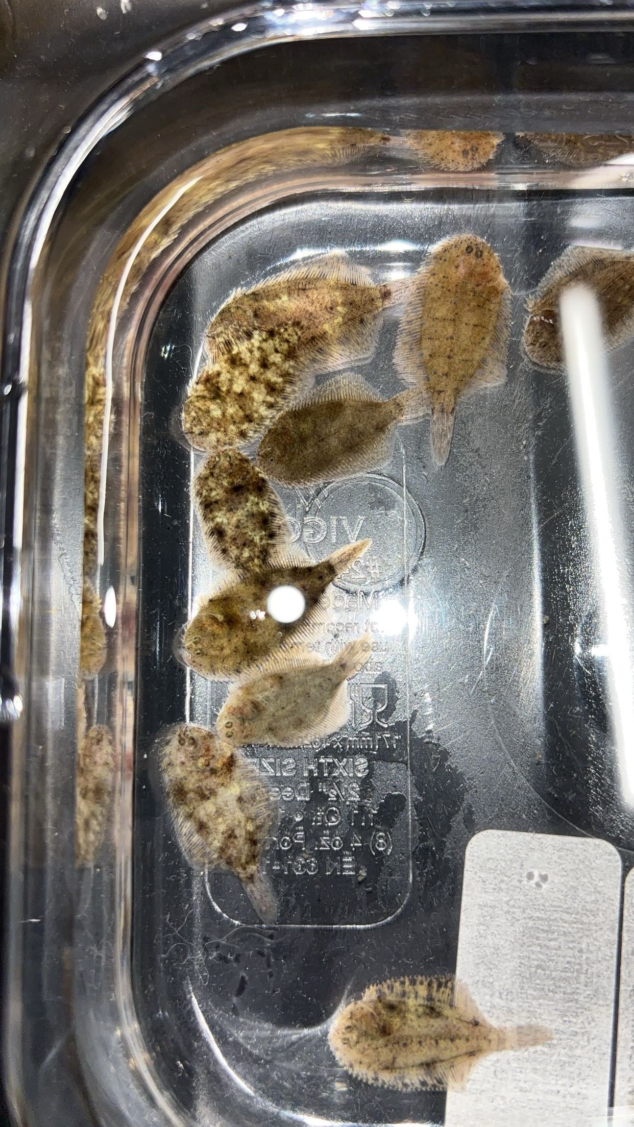 Hogchoker (Trinectus maculatus)