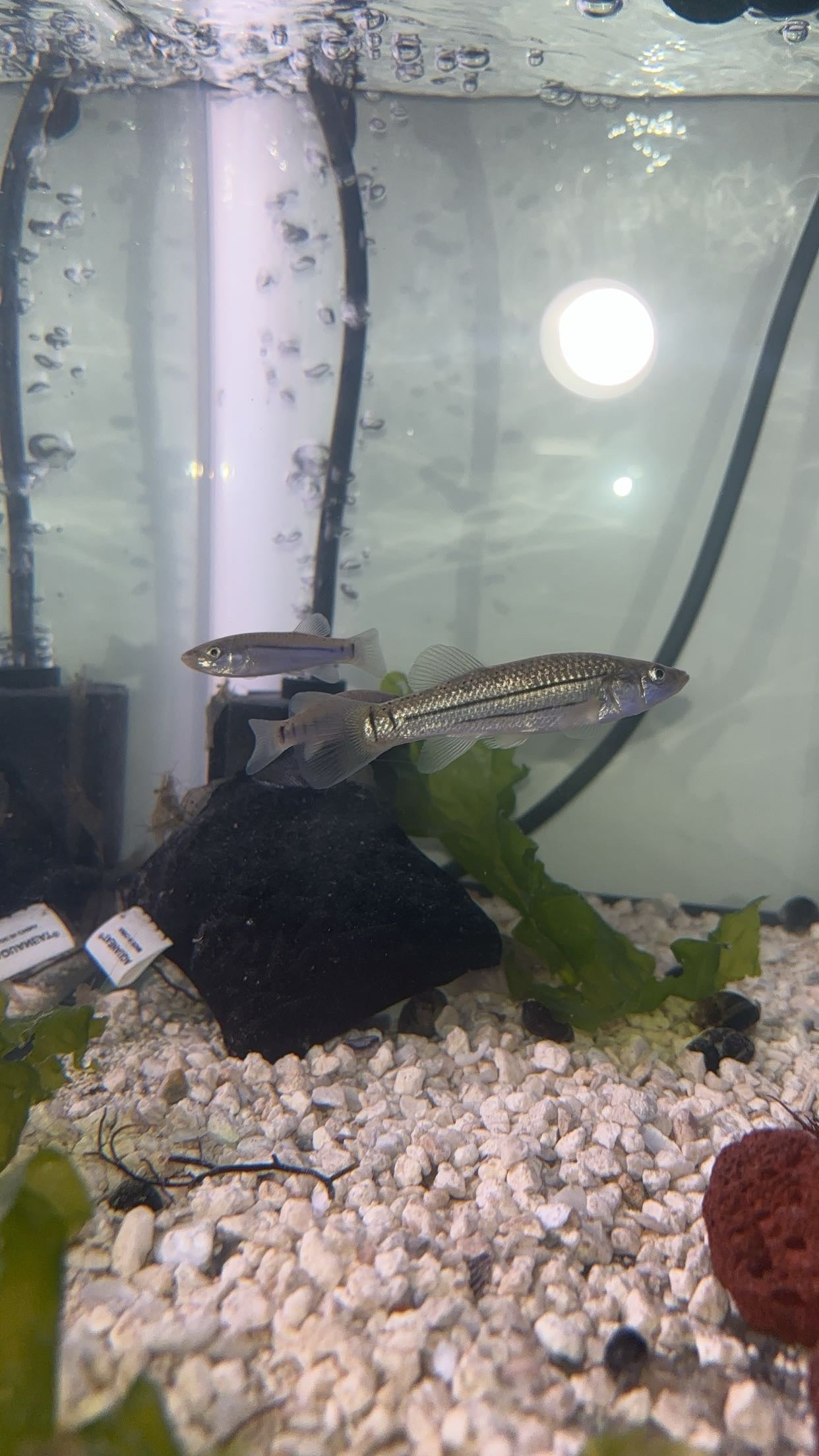 Striped Killifish (Fundulus majalis)