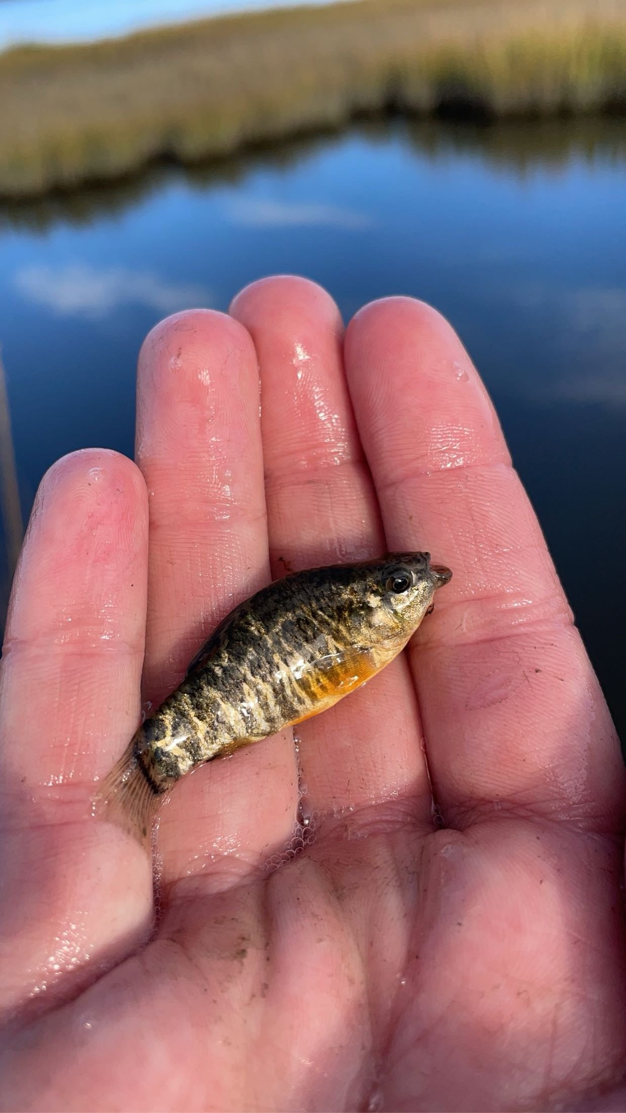 Sheepshead Minnow (Cyprinodon variegatus)