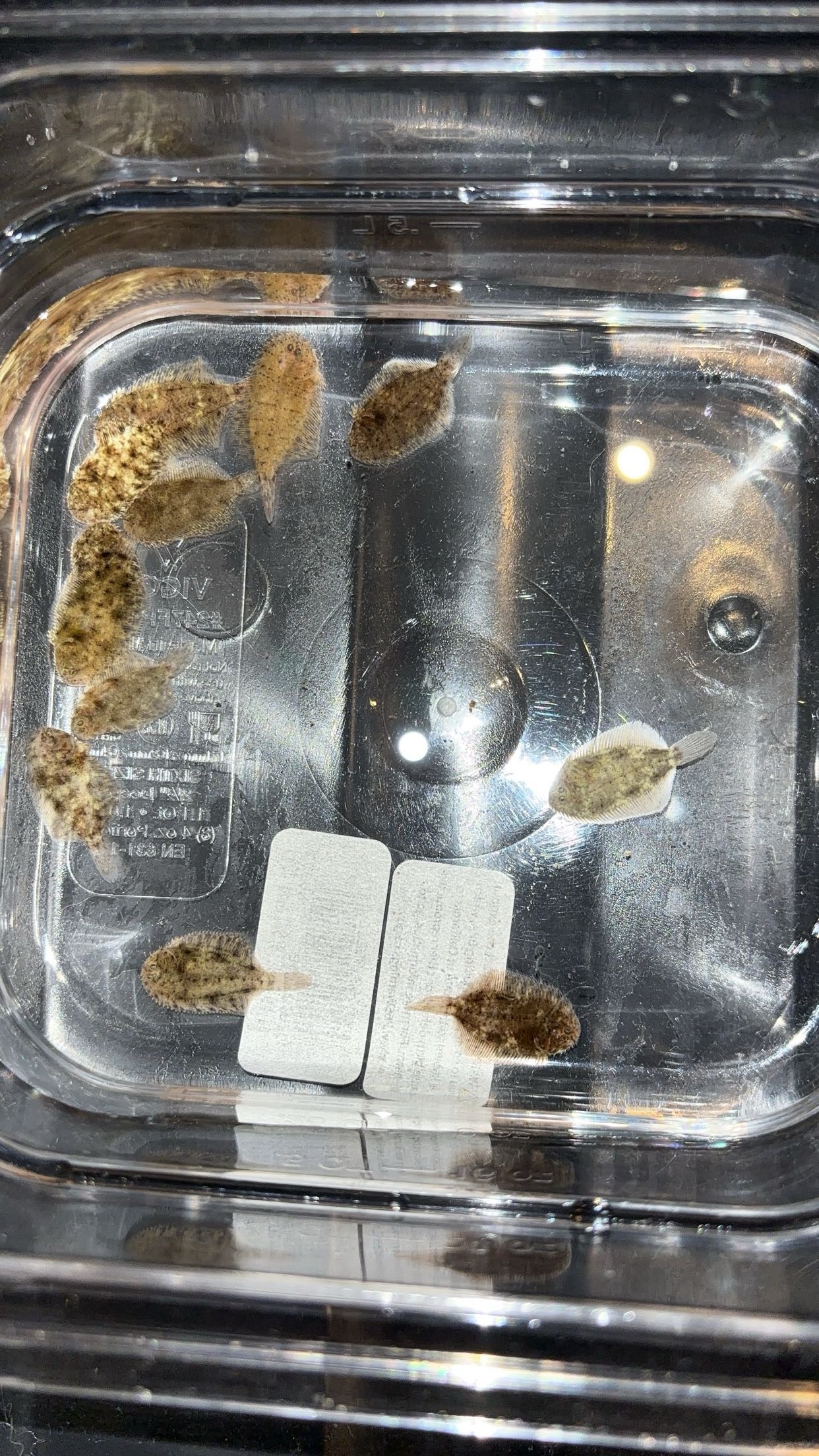 Hogchoker (Trinectus maculatus)