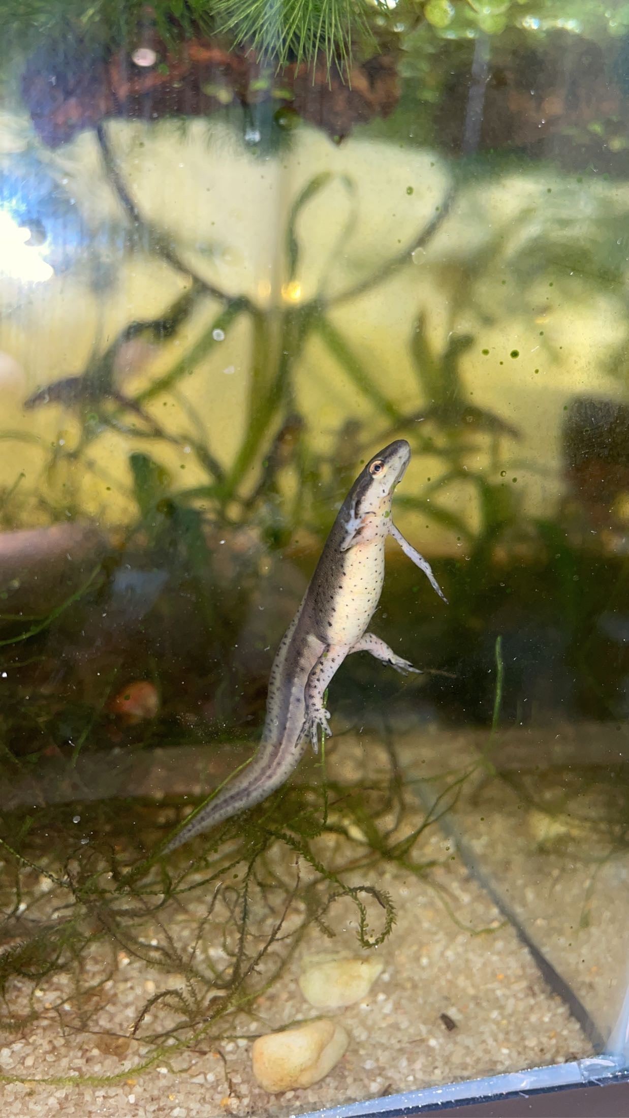Peninsula Newt (Notophthalmus v. piaropicola)