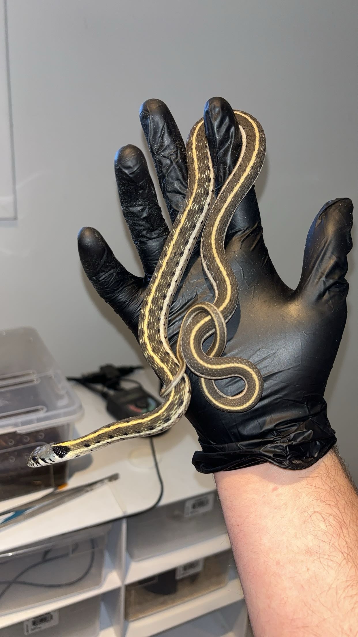 1.0 Western Blackneck Garter Snake (Thamnophis c. cyrtopsis)