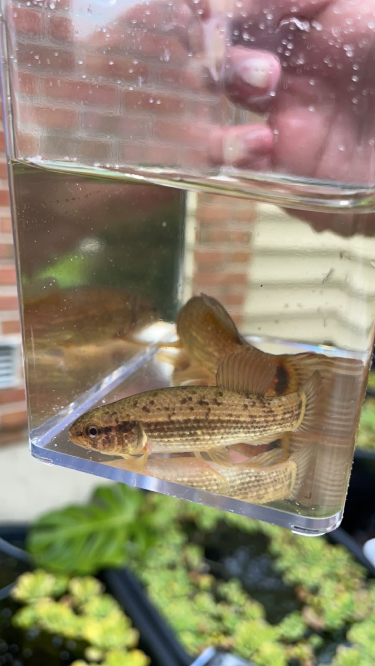Eastern Mudminnow (Umbra pygmaea)