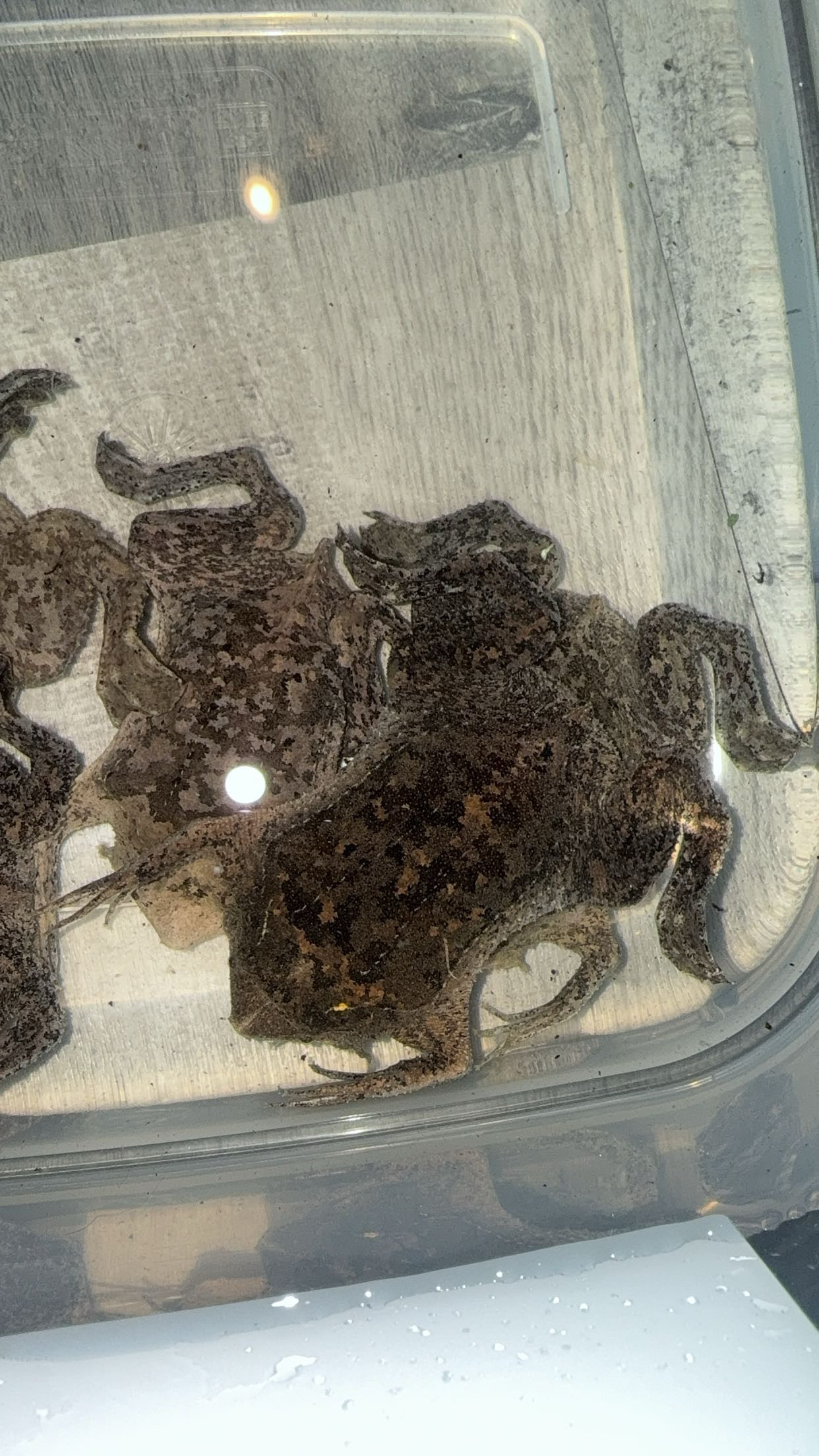 Surinam Toad (Pipa pipa)