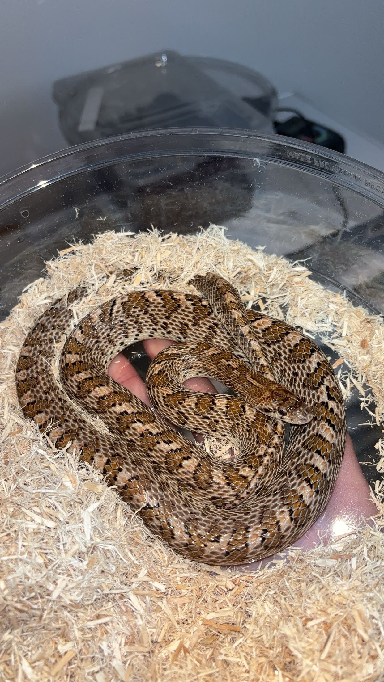 1.0 Painted Desert Glossy Snake (Arizona elegans philipi)