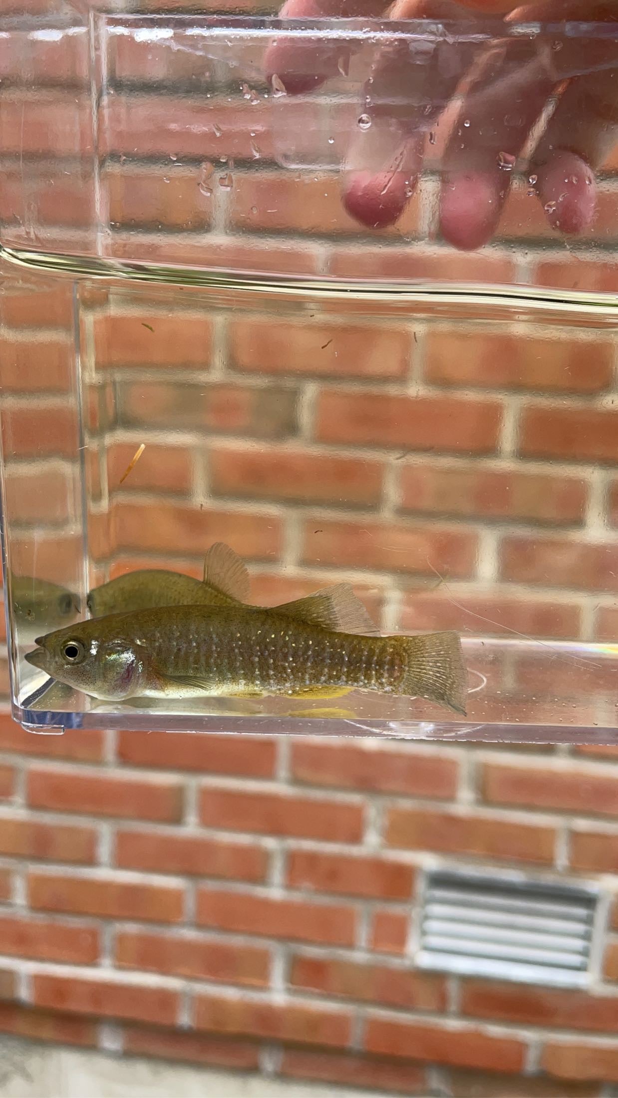 Mummichog (Fundulus heteroclitus)