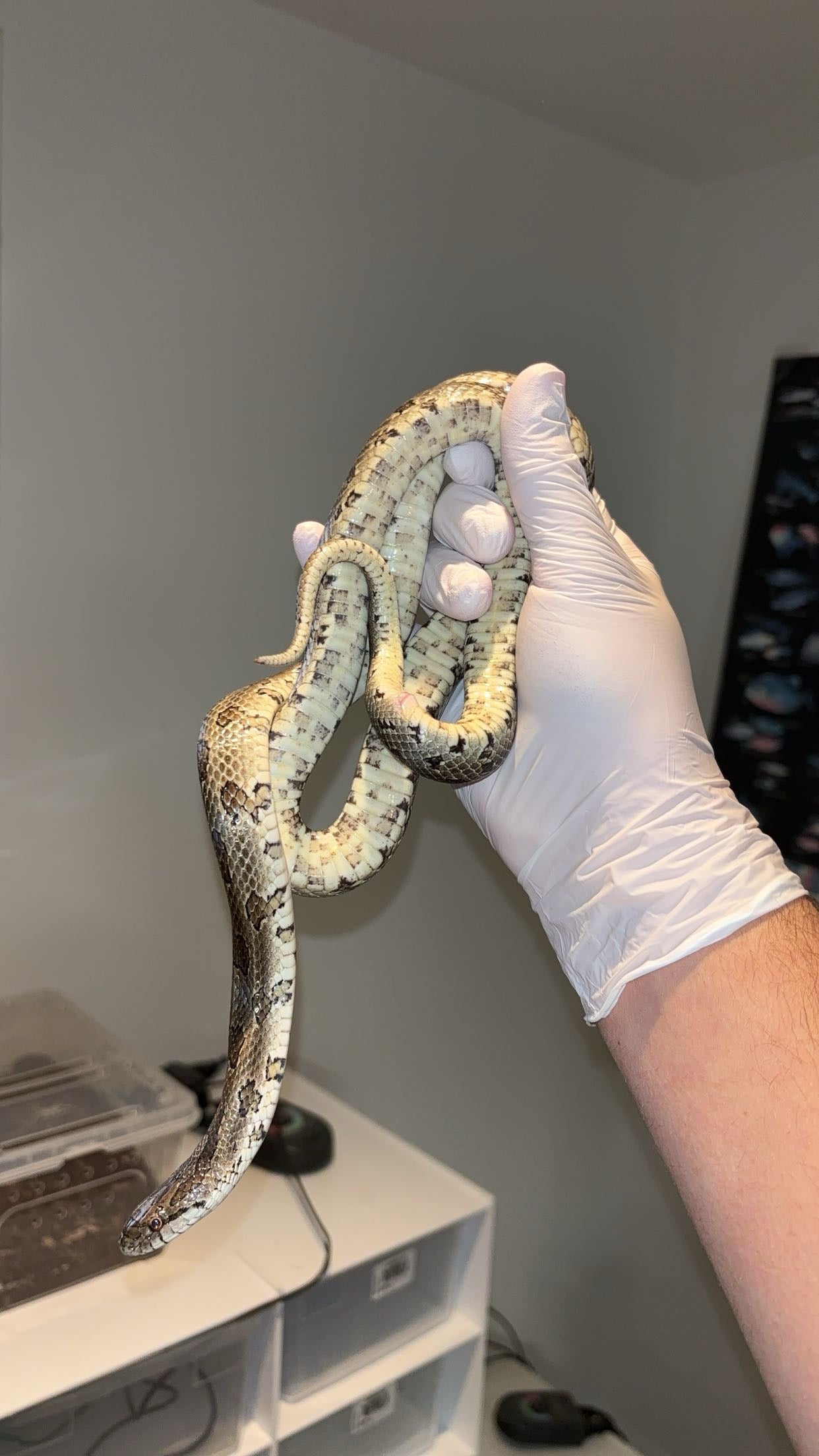 1.0 Natchitoches Parish, LA Prairie Kingsnake (Lampropeltis calligaster)