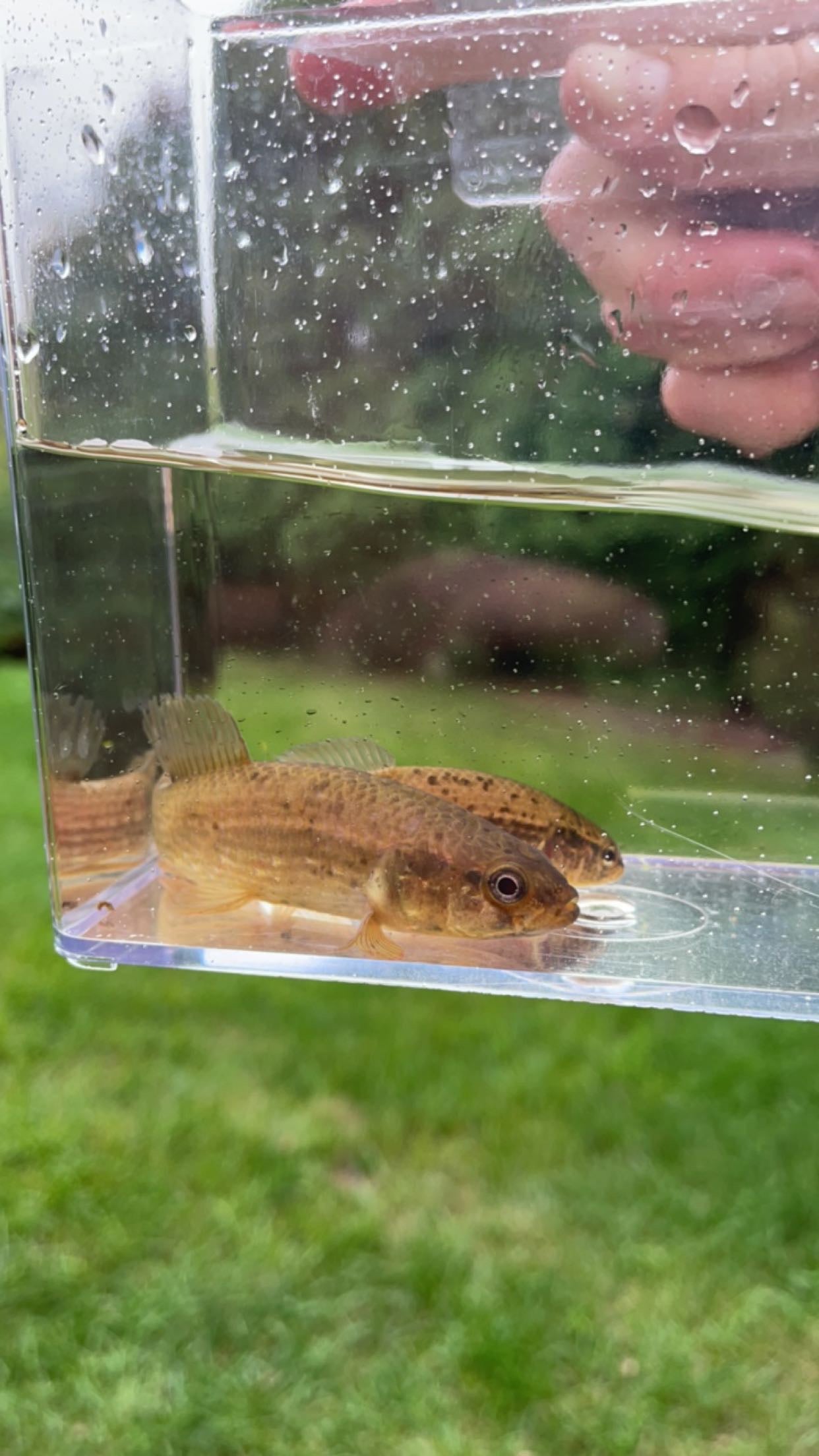 Eastern Mudminnow (Umbra pygmaea)
