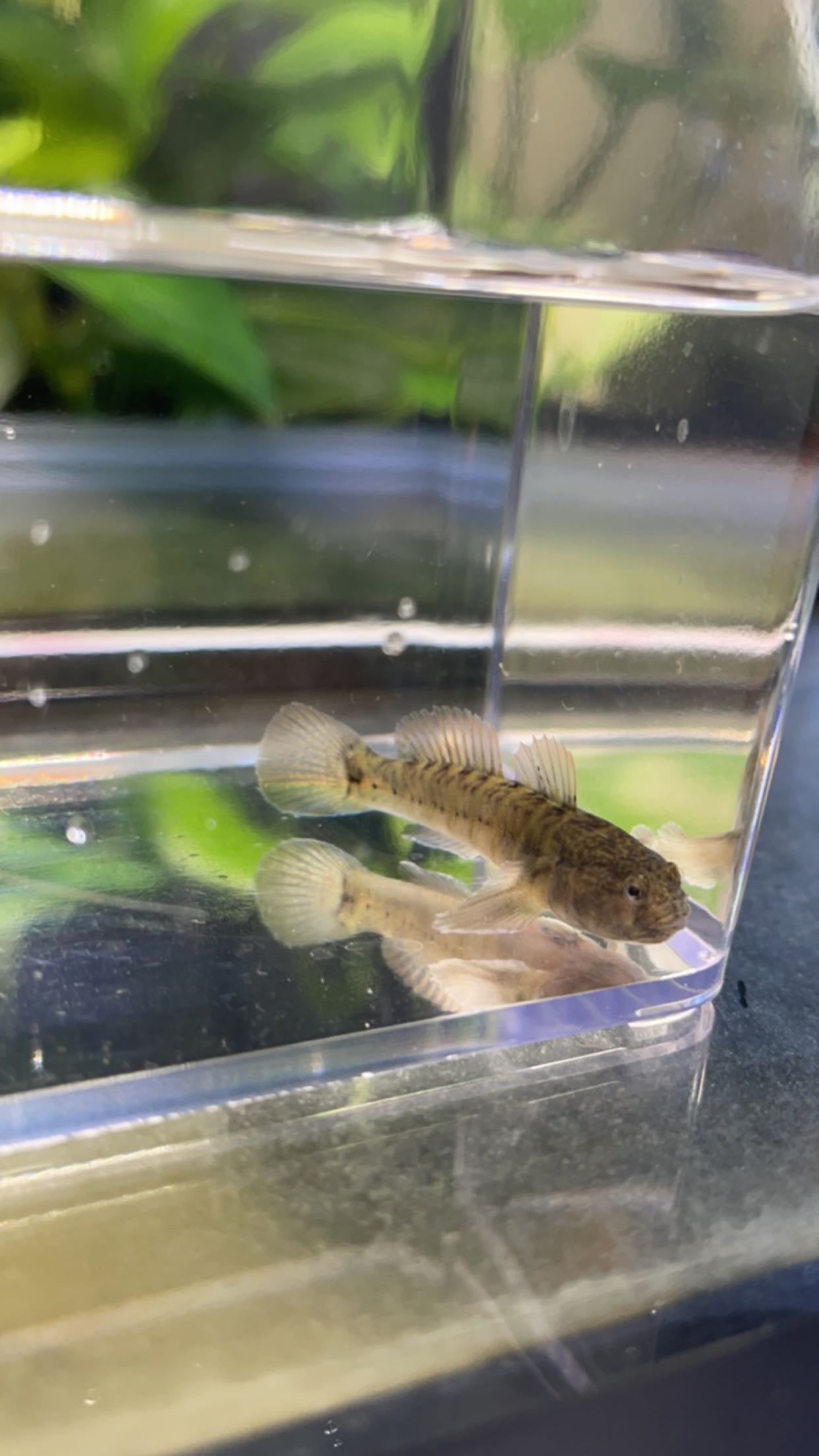 Naked Goby (Gobiosoma bosc)