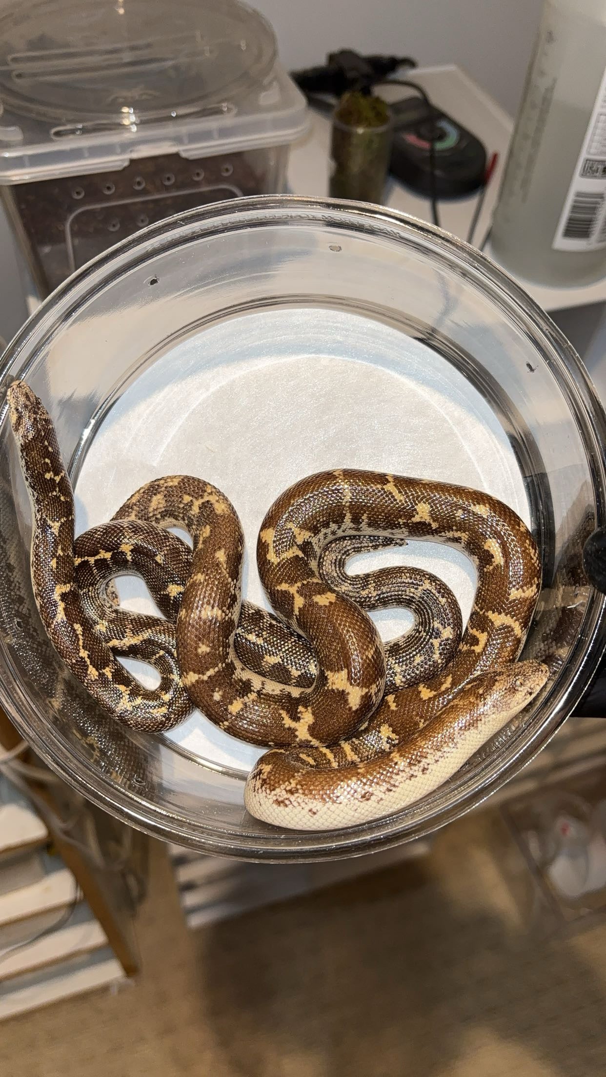 1.1 Egyptian Sand Boas (Gongylophis c. colubrinus)