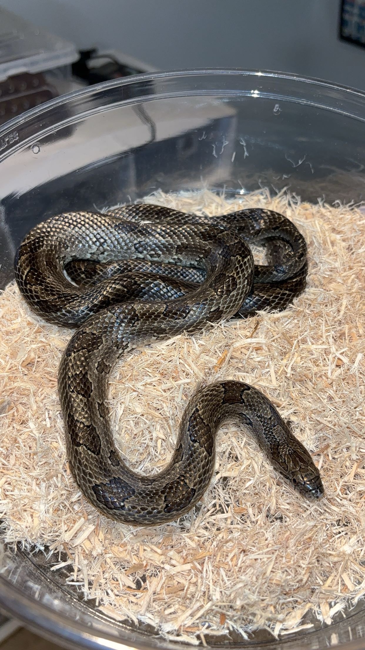 1.0 Natchitoches Parish, LA Prairie Kingsnake (Lampropeltis calligaster)