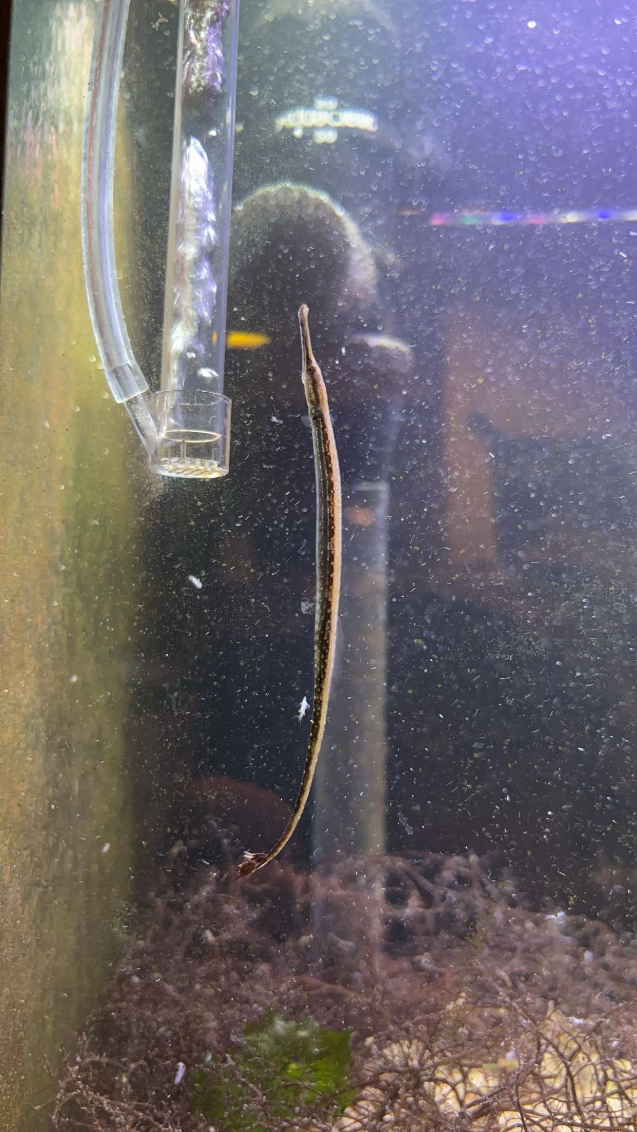 Opossum Pipefish (Microphis lineatus)