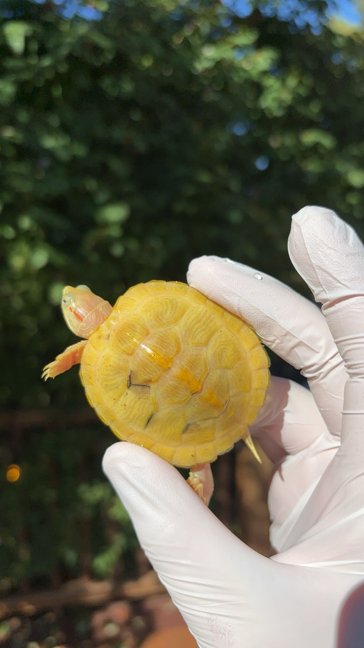 Paradox Albino Red-eared Slider (Trachemys scripta elegans)