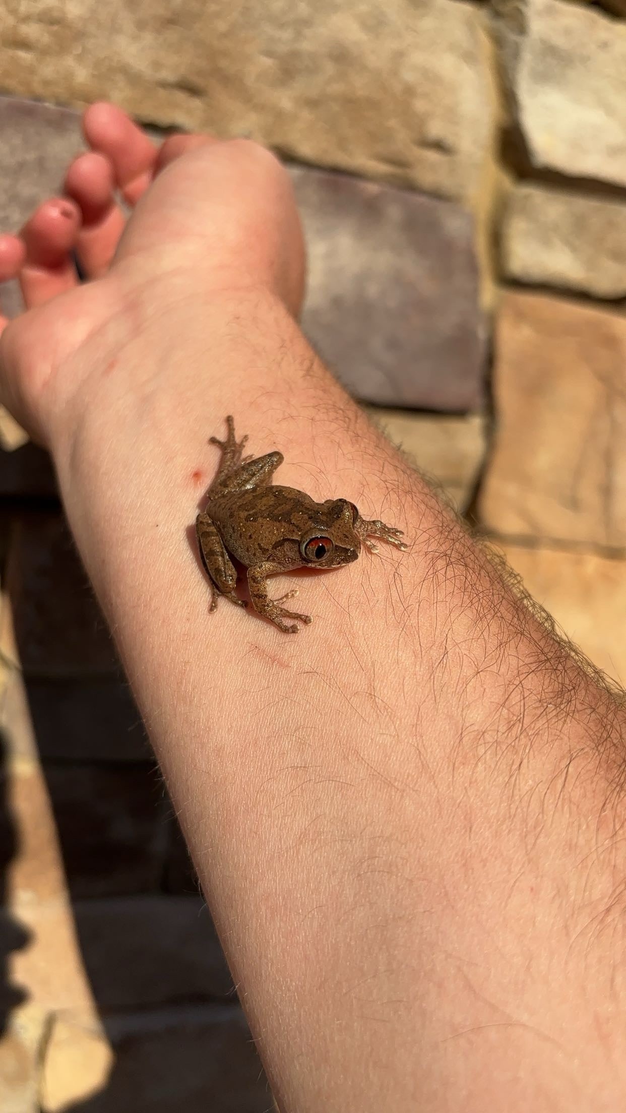 Night Spirit Frog (Leptopelis spiritusnoctis)