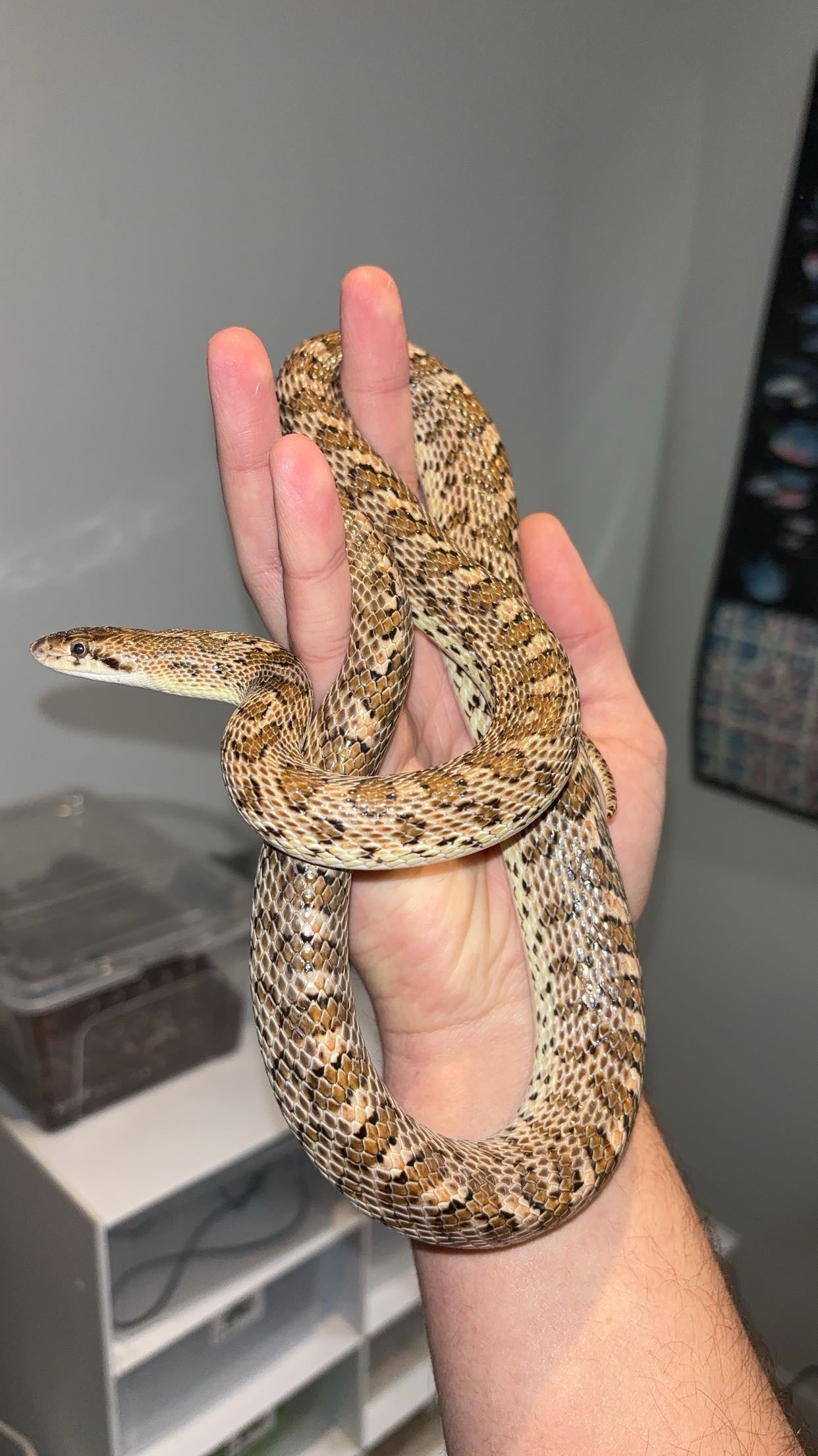 1.0 Painted Desert Glossy Snake (Arizona elegans philipi)