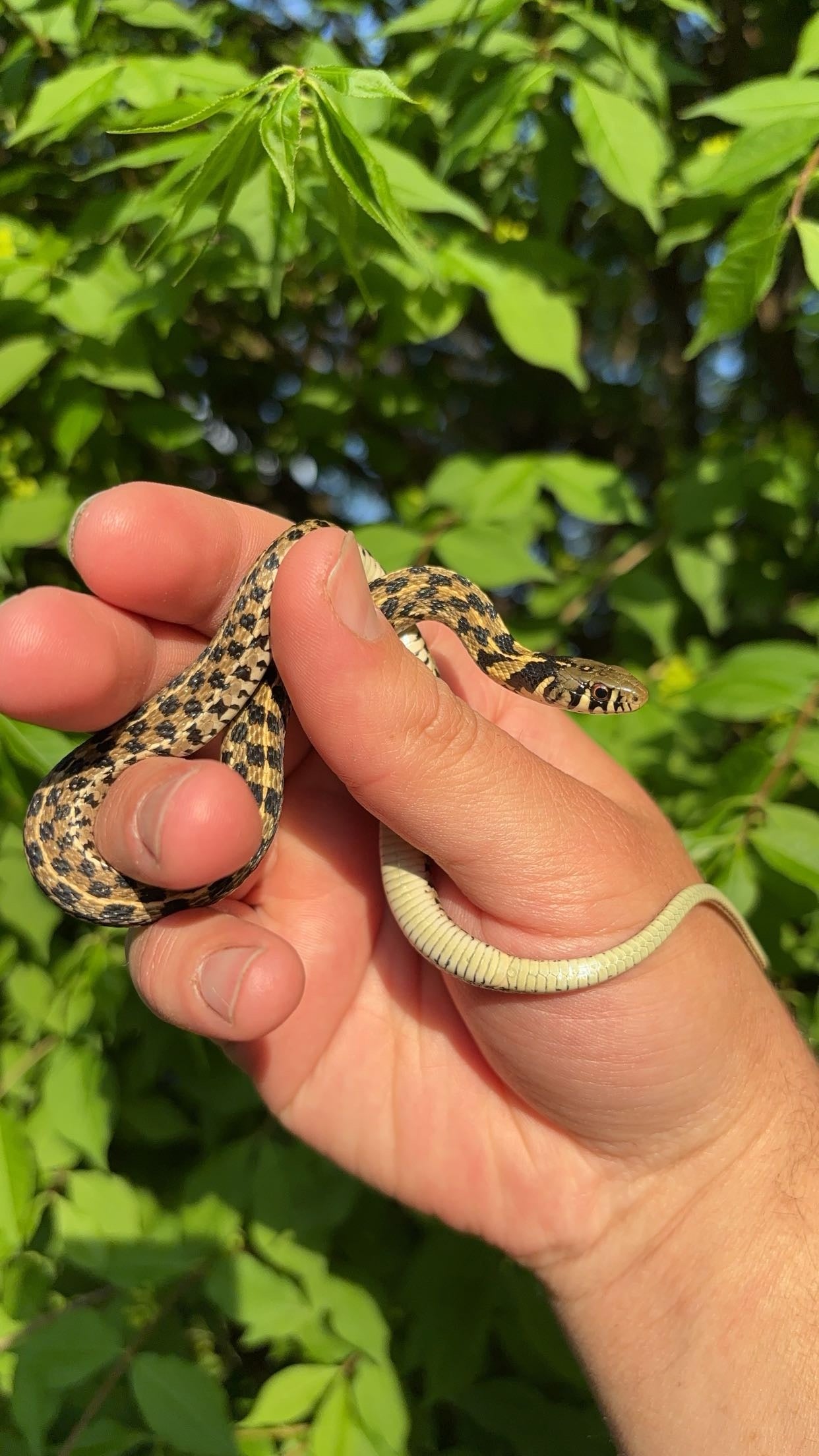 1.0 McCulloch Co. TX Checkered Garter Snake (Thamnophis marcianus)