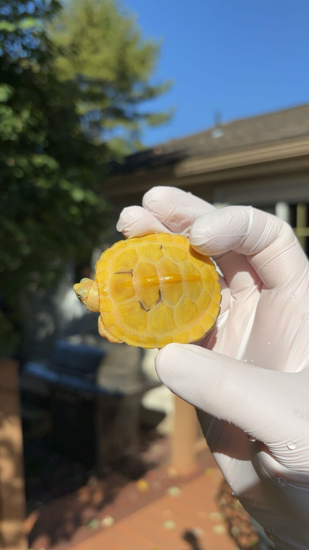 Paradox Albino Red-eared Slider (Trachemys scripta elegans)