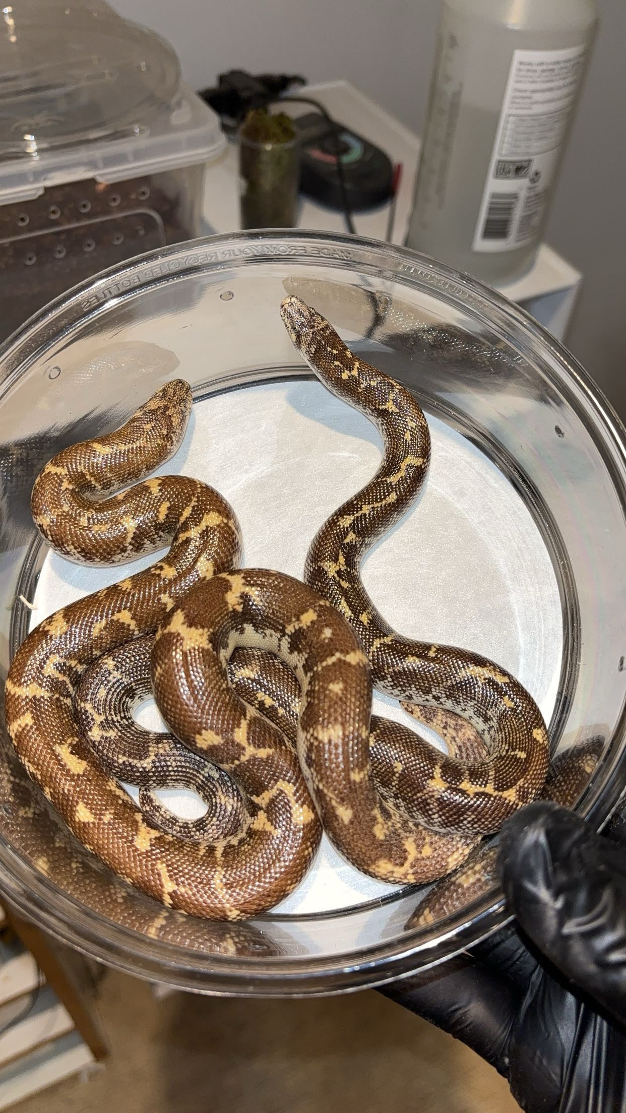 1.1 Egyptian Sand Boas (Gongylophis c. colubrinus)
