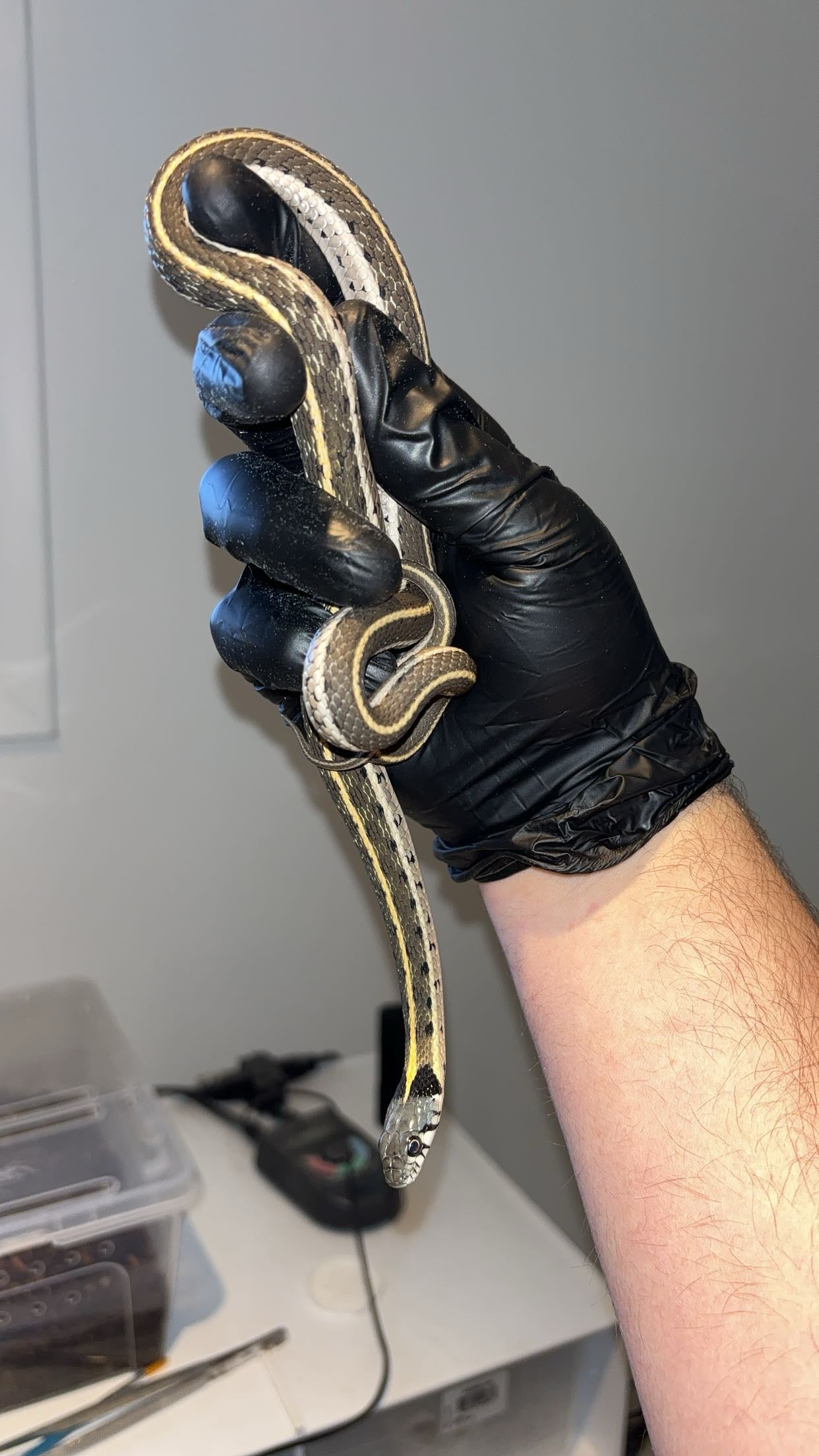 1.0 Western Blackneck Garter Snake (Thamnophis c. cyrtopsis)
