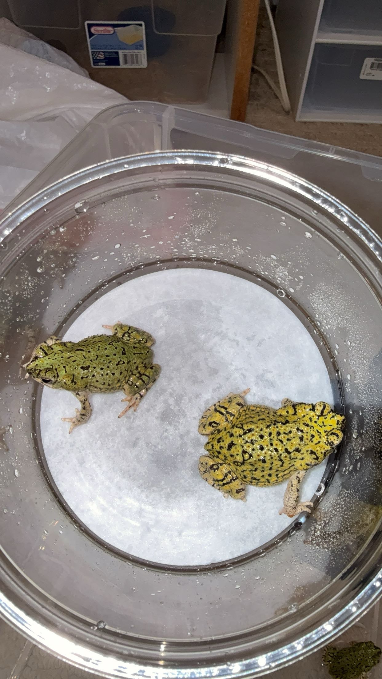 Western Green Toad (Anaxyrus debilis)