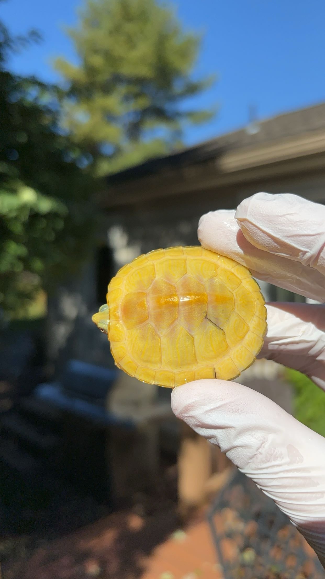 Paradox Albino Red-eared Slider (Trachemys scripta elegans)