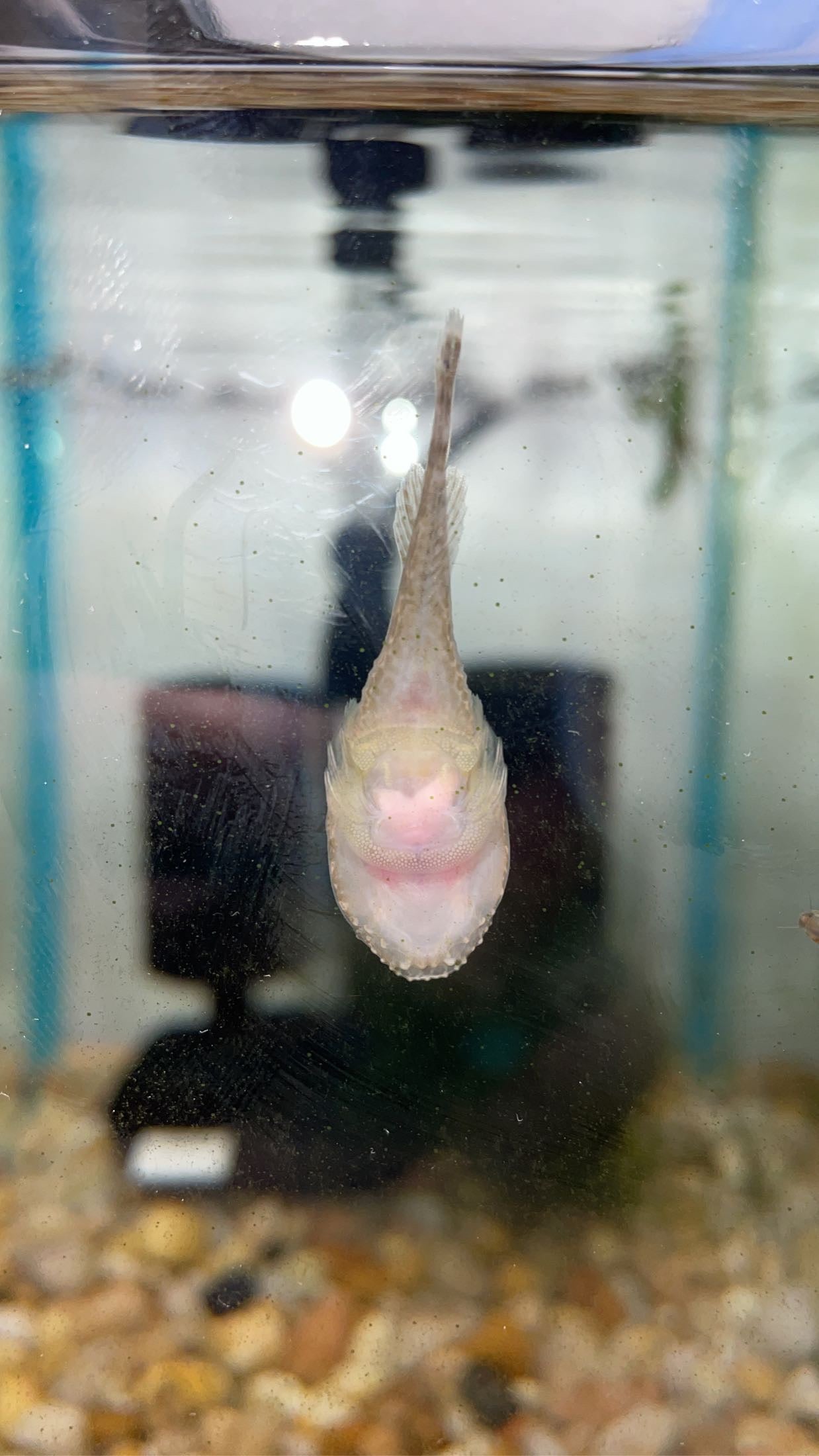 Skilletfish (Gobiesox strumosus)