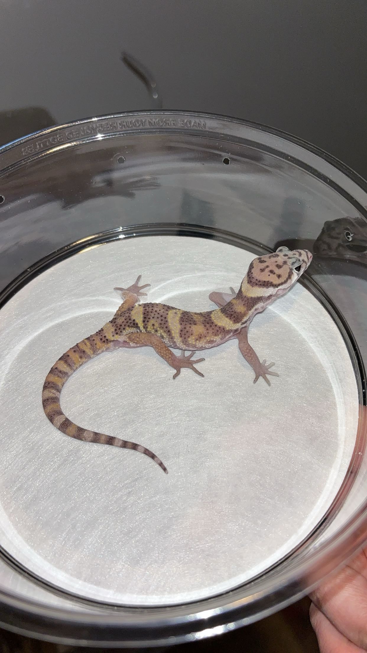 LTC Central American Banded Gecko (Coleonyx mitratus)