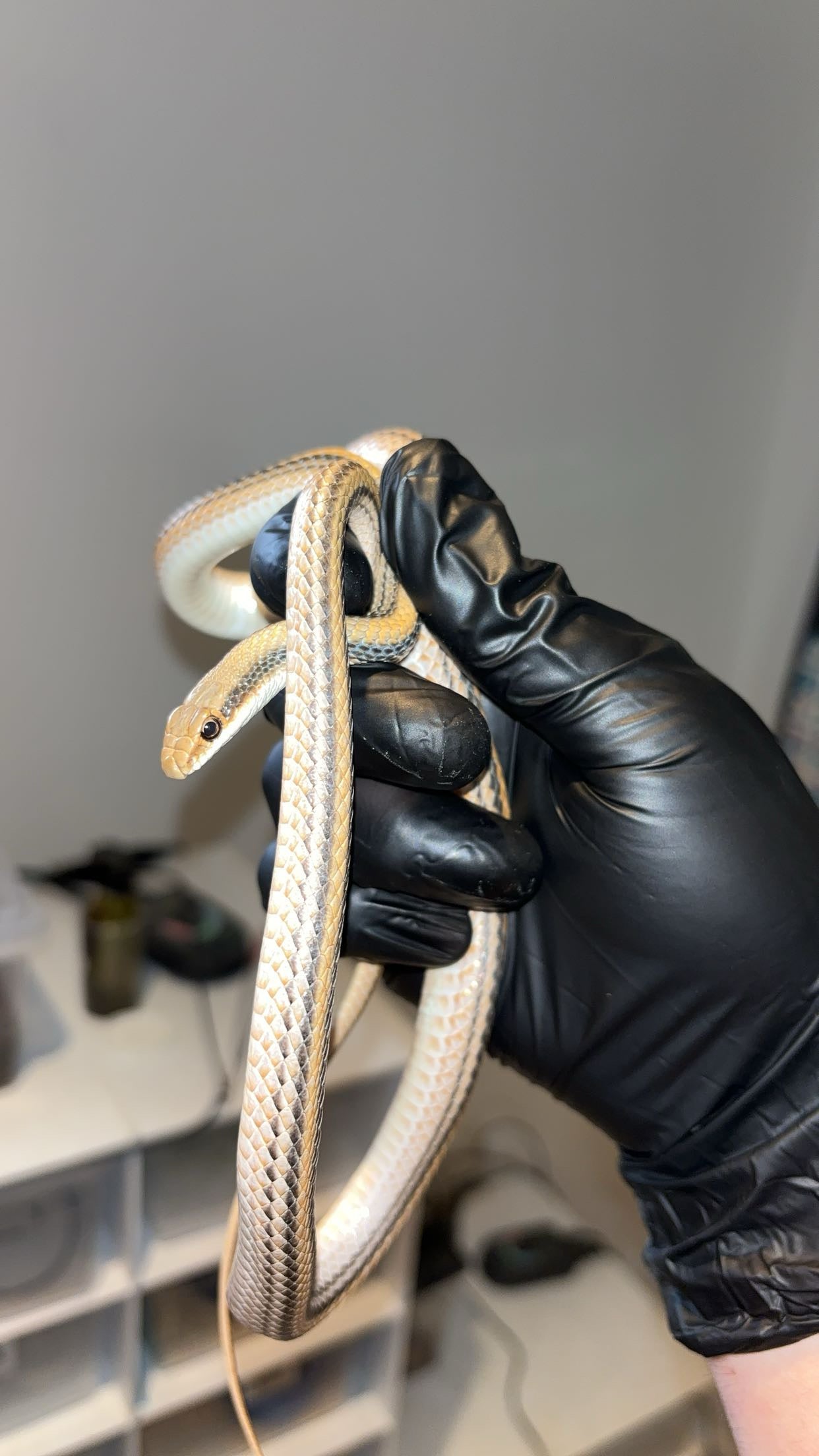1.0 Big Bend Patchnose Snake (Salvadora deserticola)