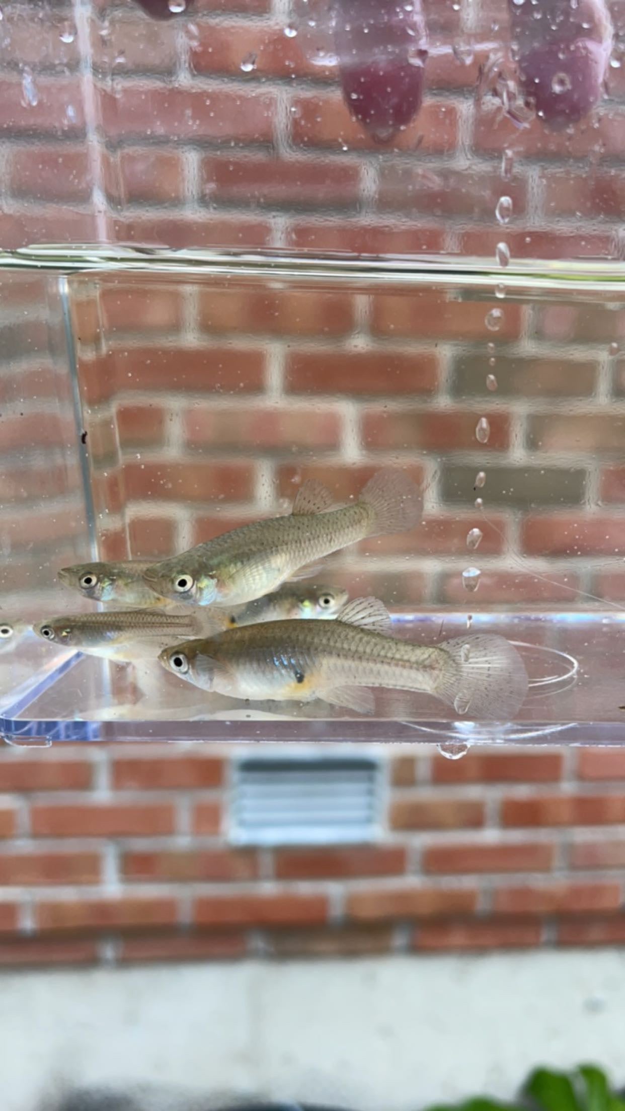 Western Mosquitofish (Gambusia affinis)