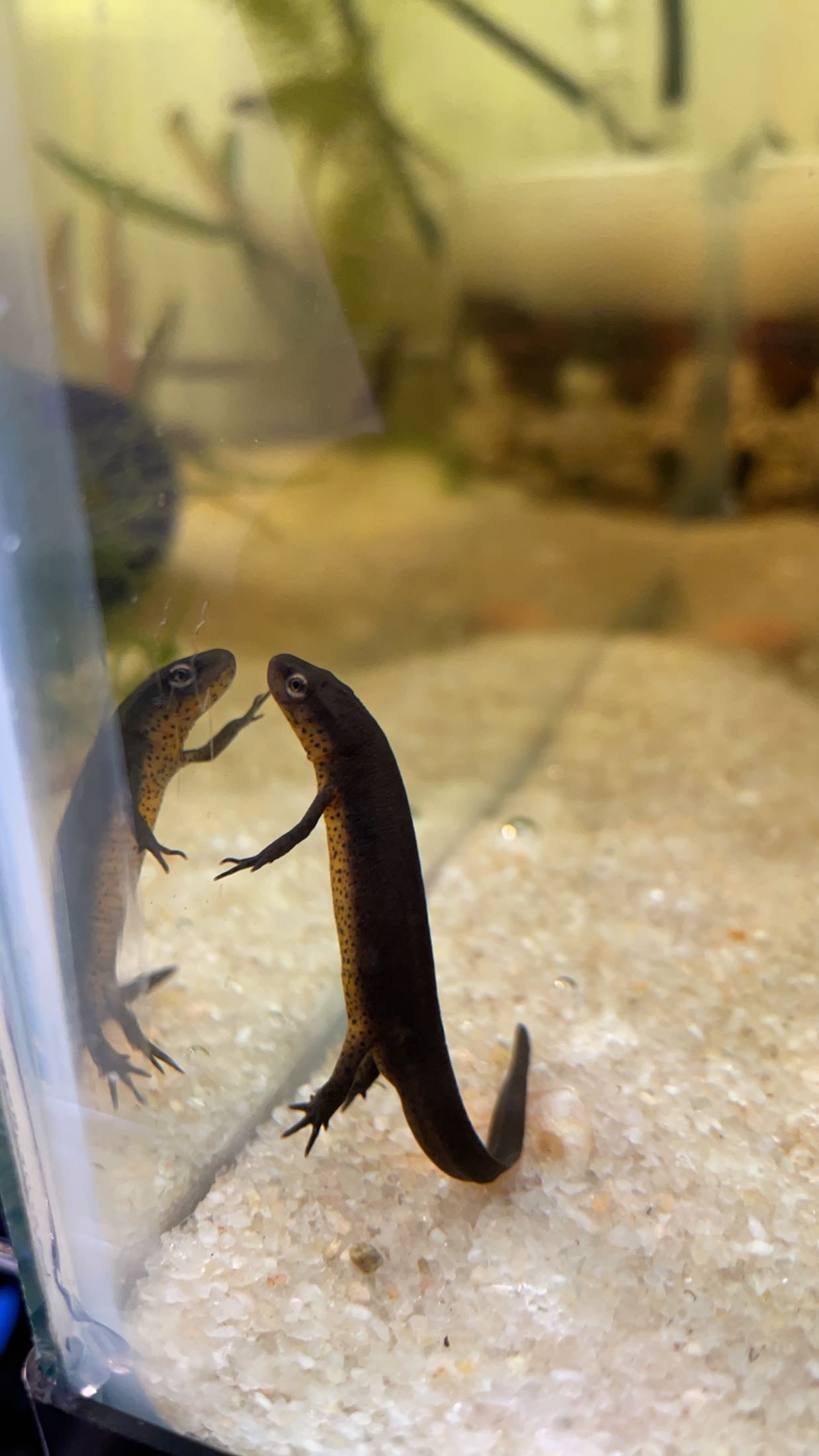 Peninsula Newt (Notophthalmus v. piaropicola)