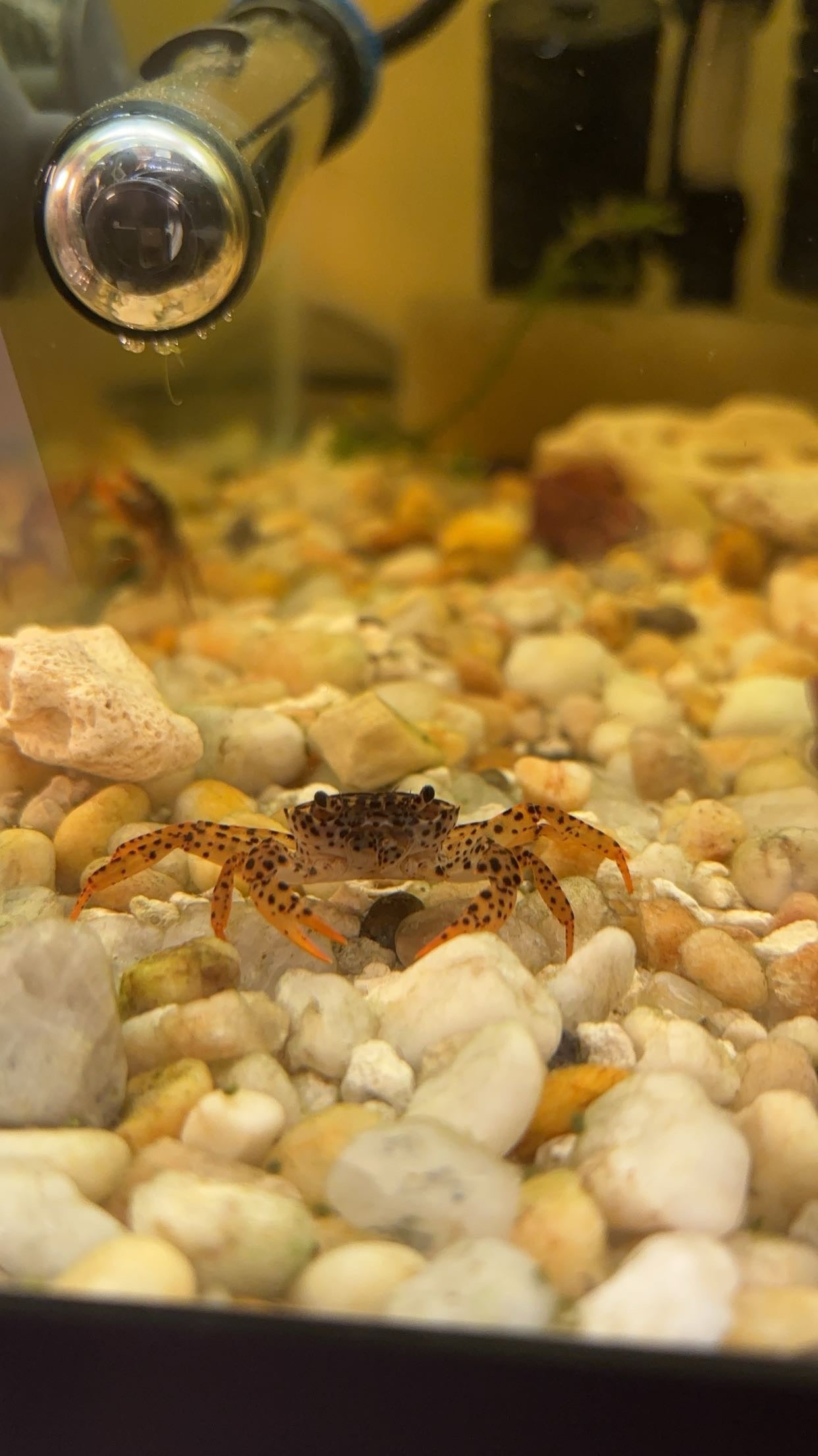 Panther Crab (Parathelphusa pantherina)