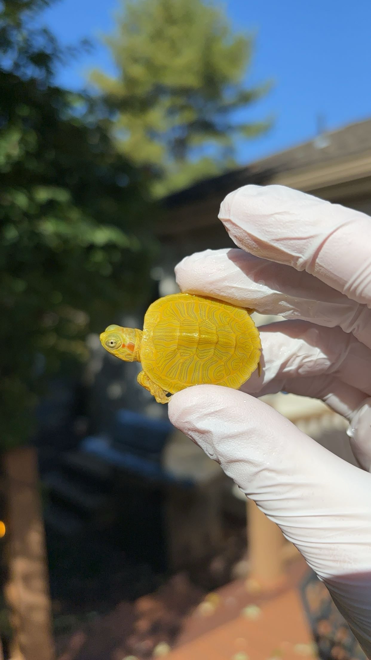 Lime Rio Grande Red-eared Slider (Trachemys scripta elegans)