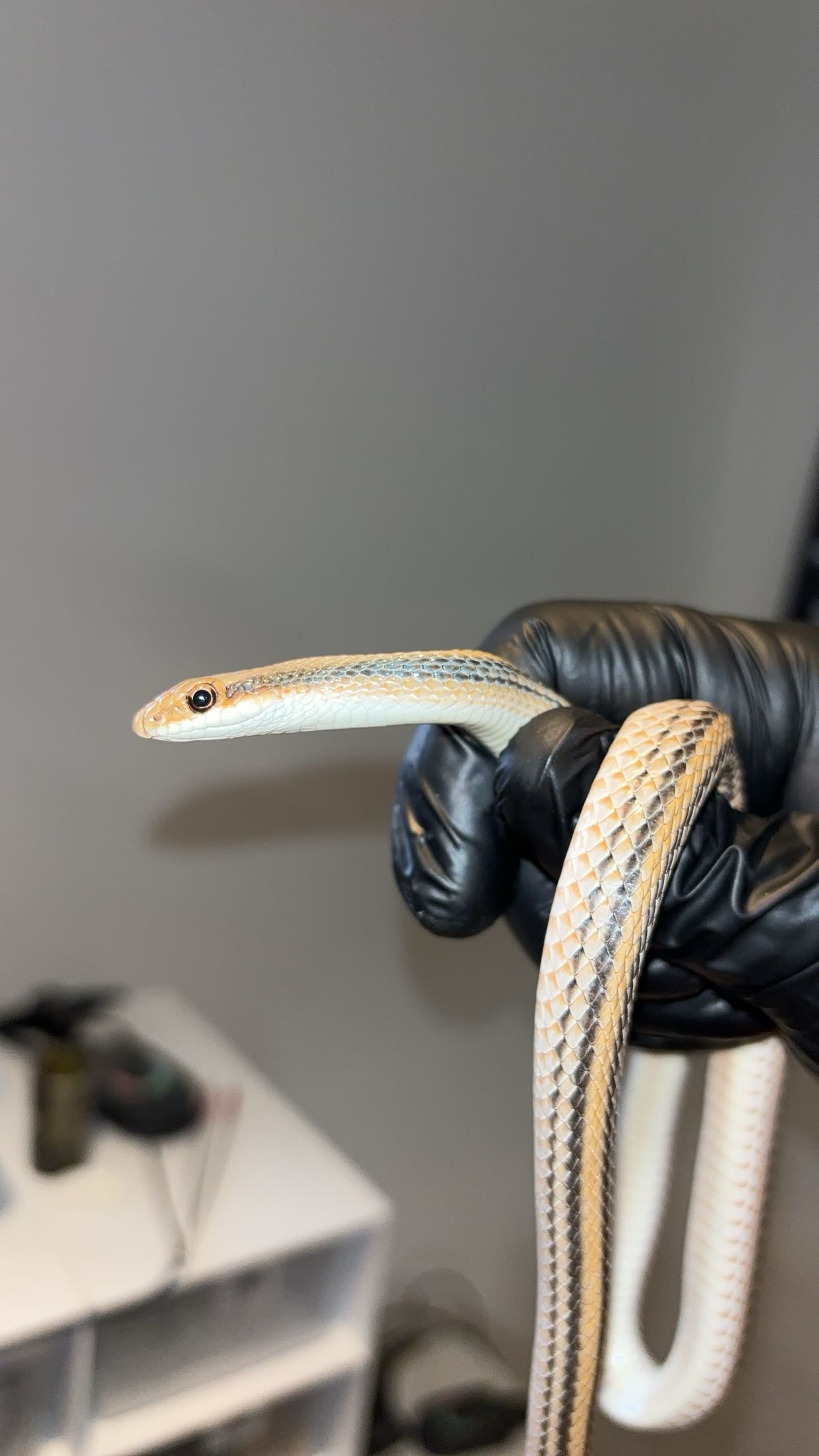 1.0 Big Bend Patchnose Snake (Salvadora deserticola)