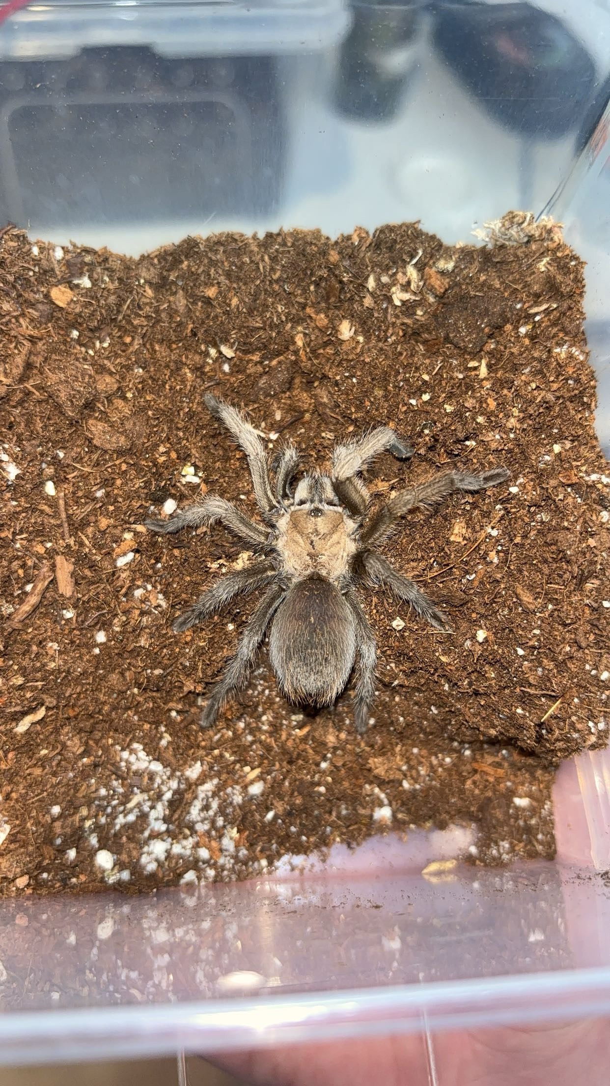 Carlsbad Green Tarantula (Aphonopelma gabeli)