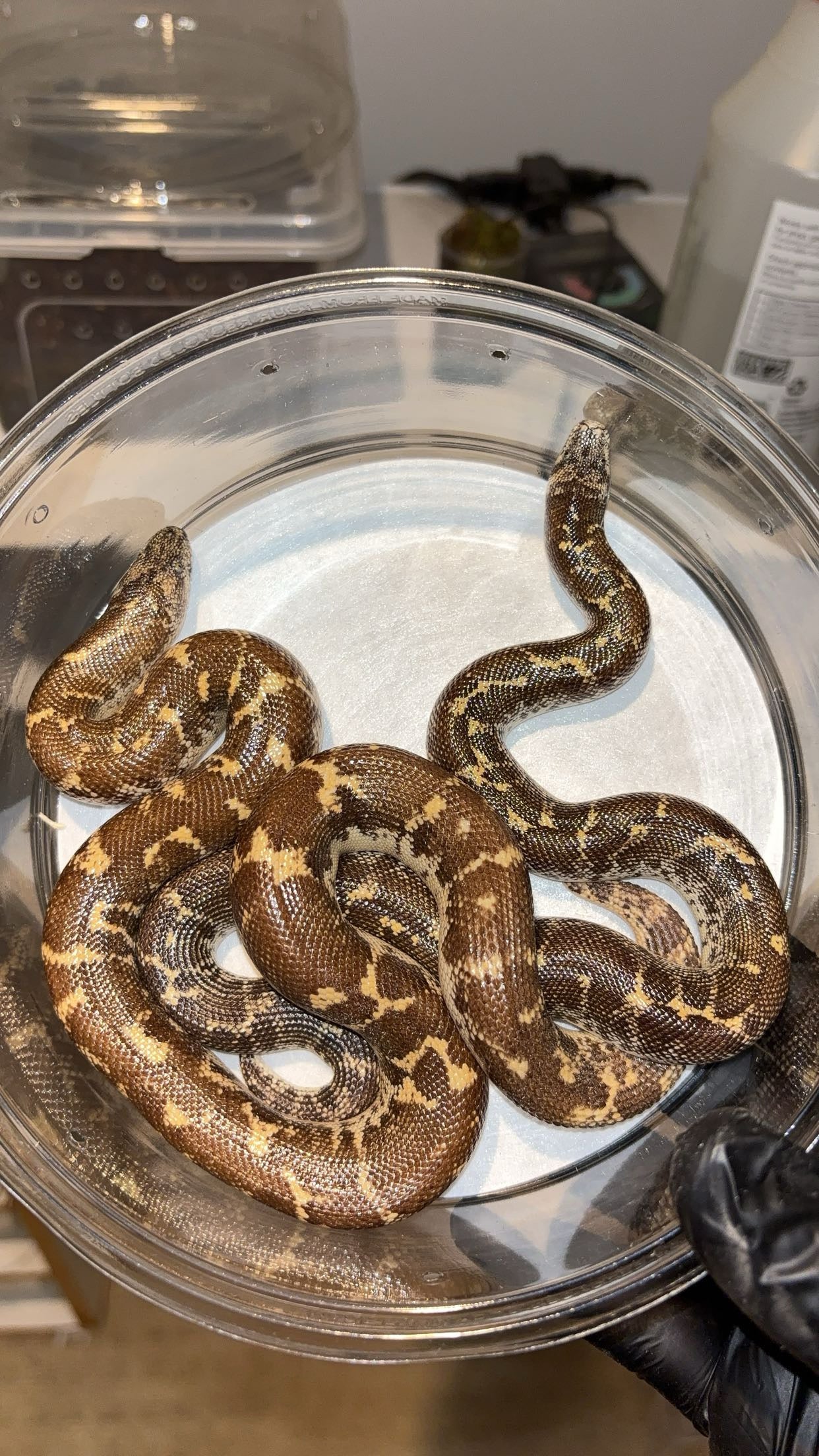 1.1 Egyptian Sand Boas (Gongylophis c. colubrinus)