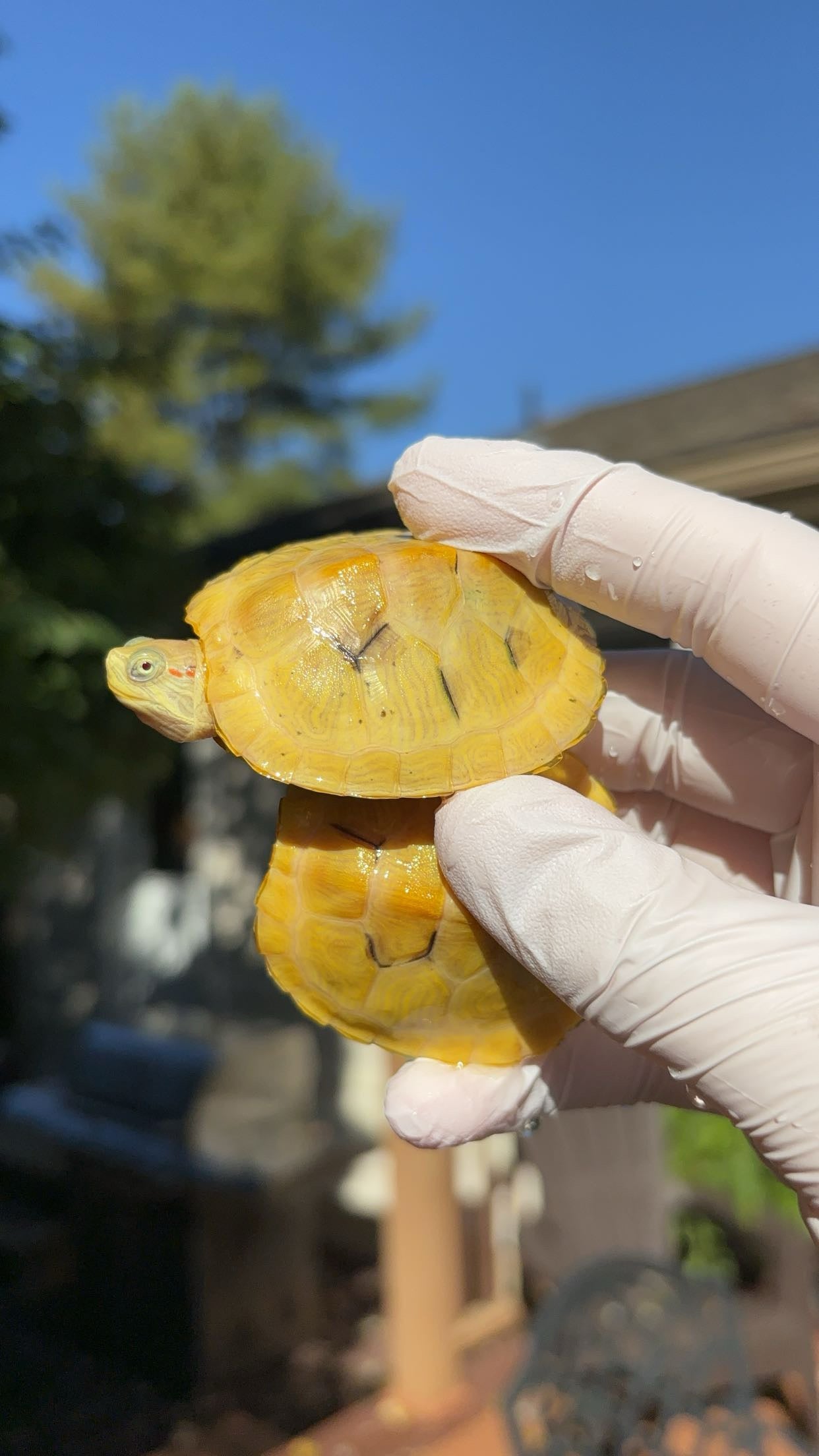 Paradox Albino Red-eared Slider (Trachemys scripta elegans)