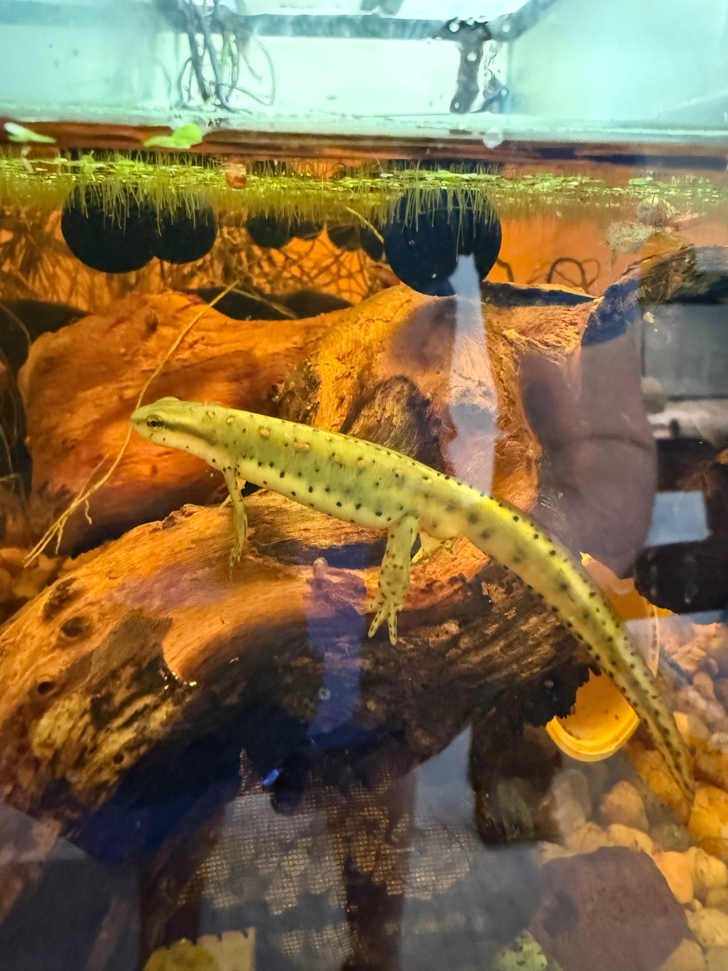 Broken-striped Newt (Notophthalmus v. dorsalis)