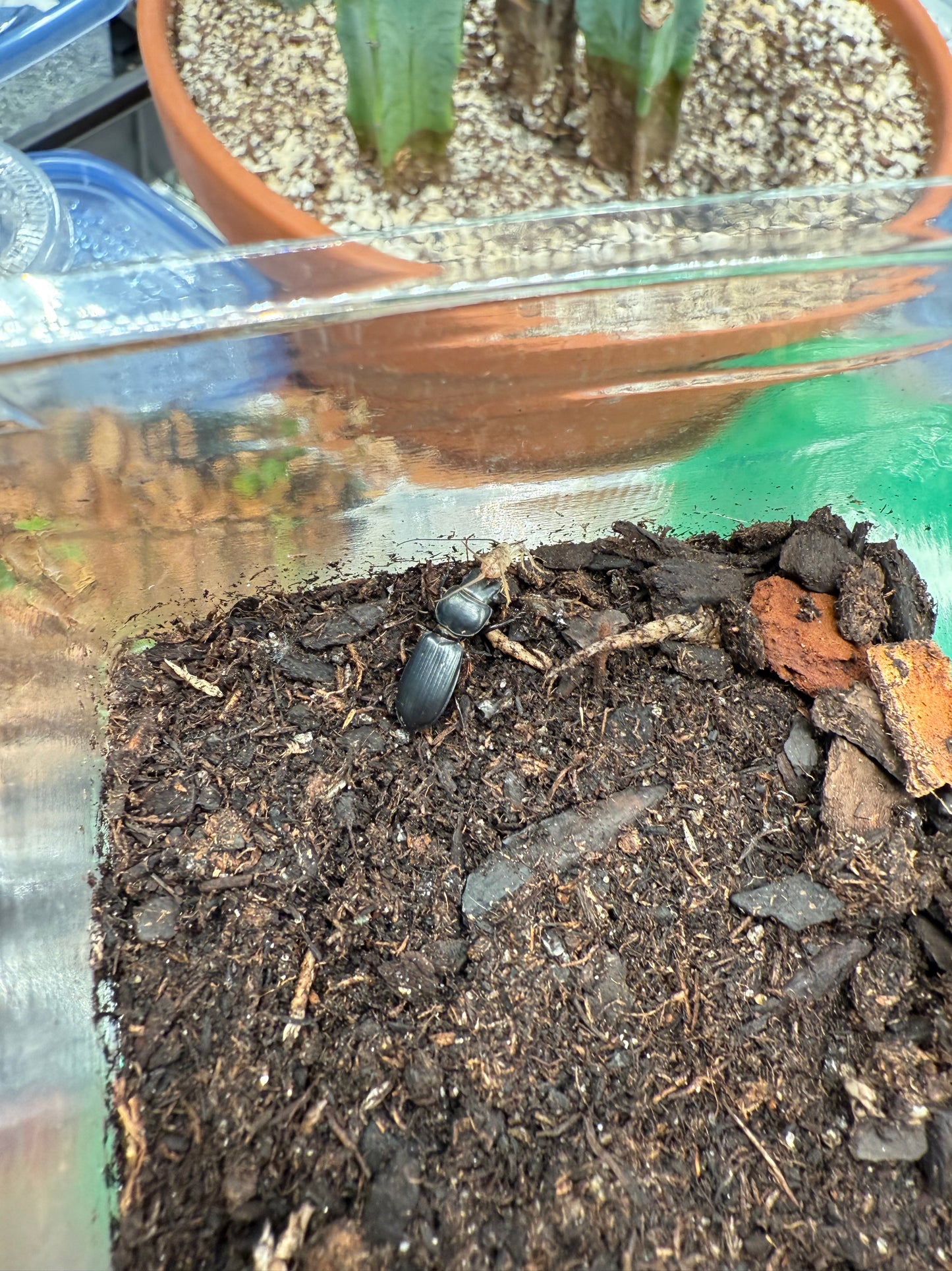 Big-headed Ground Beetle (Scarites subterraneus)