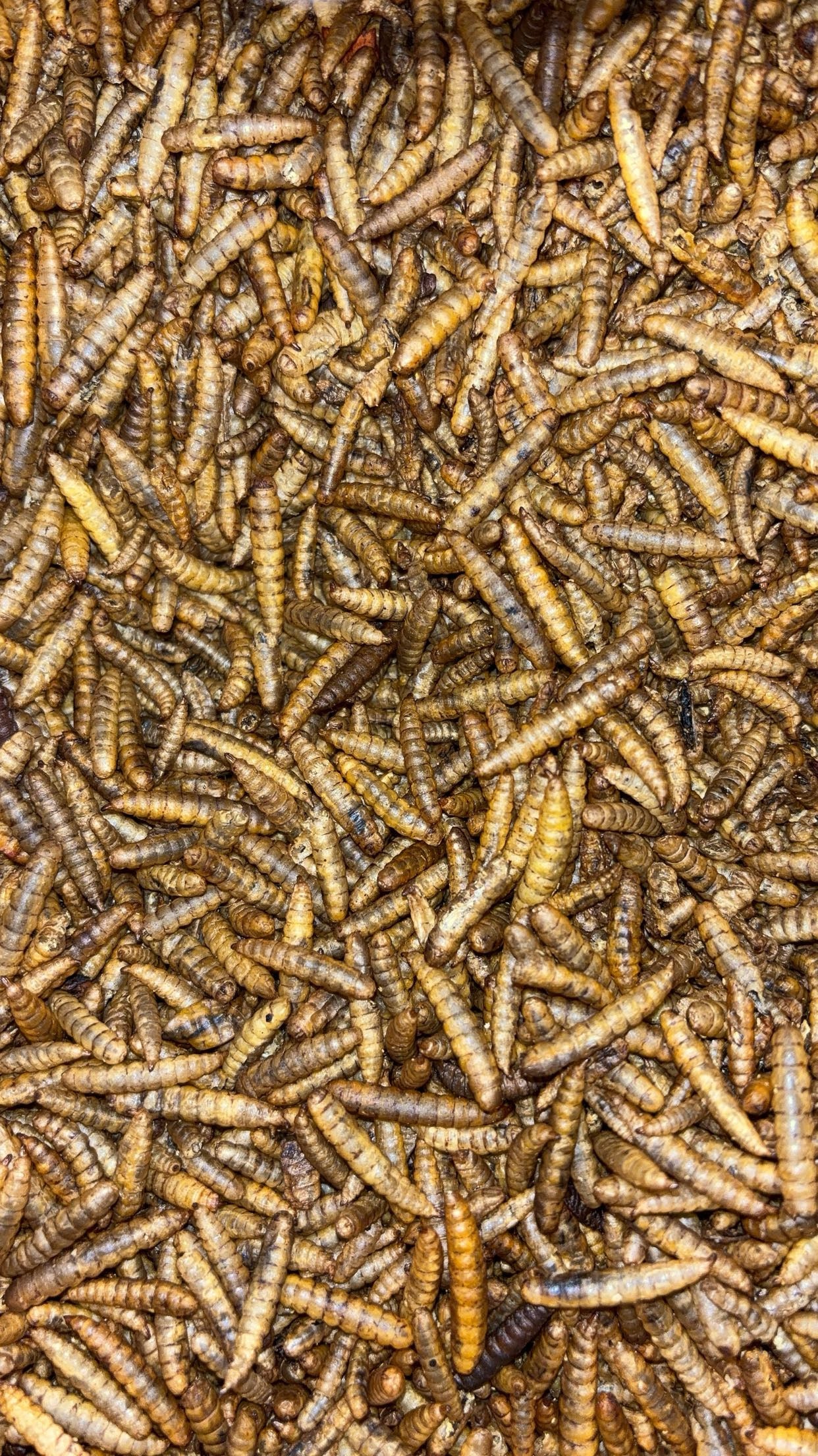 Dried Black Soldier Fly Larvae