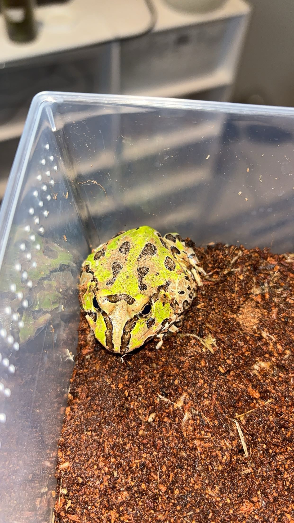 Pacific Horned Frog (Ceratophrys stolzmanni)