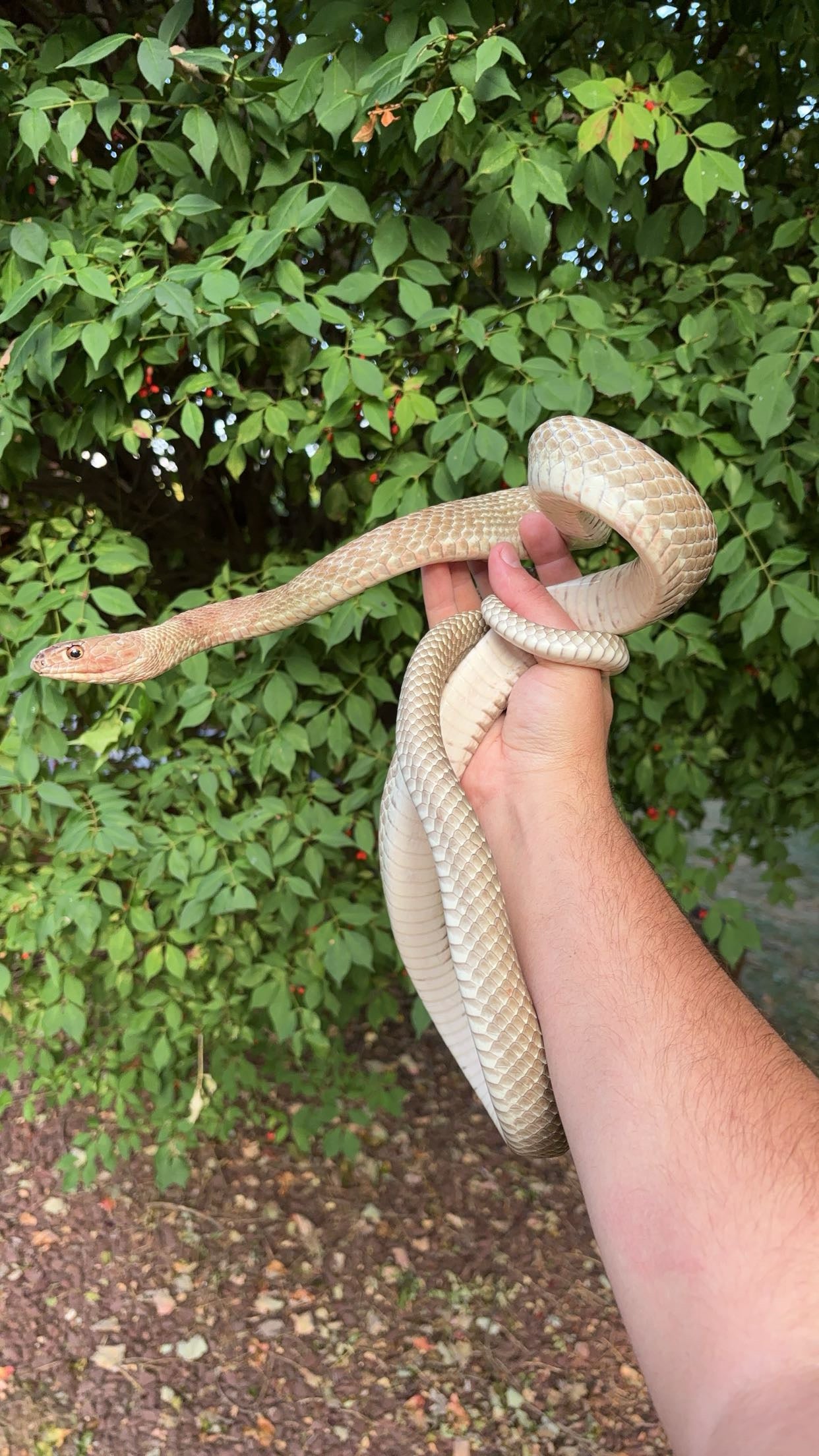 1.0 LTC Western Coachwhip (Masticophis flagellum testaceus)
