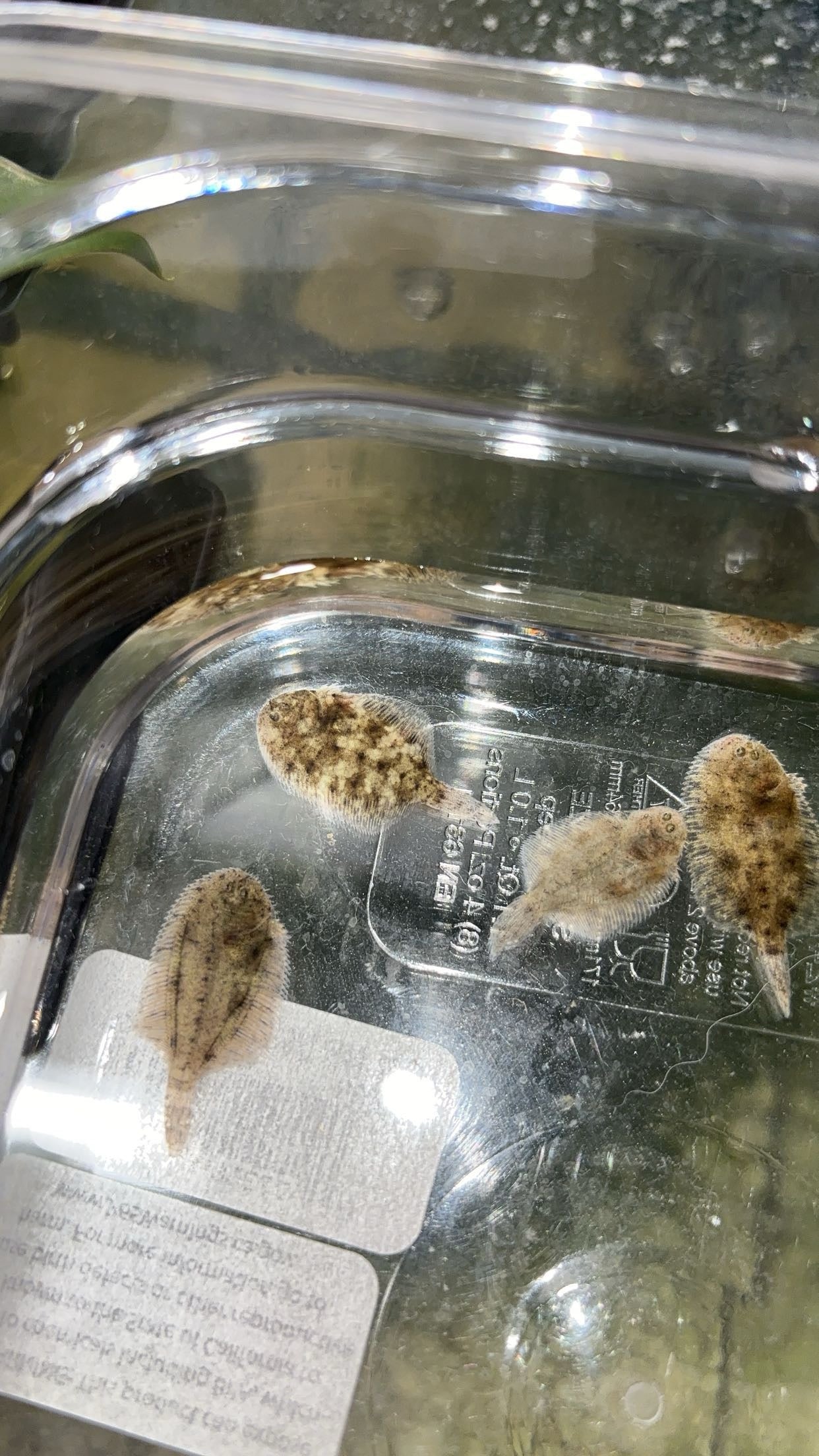 Hogchoker (Trinectus maculatus)