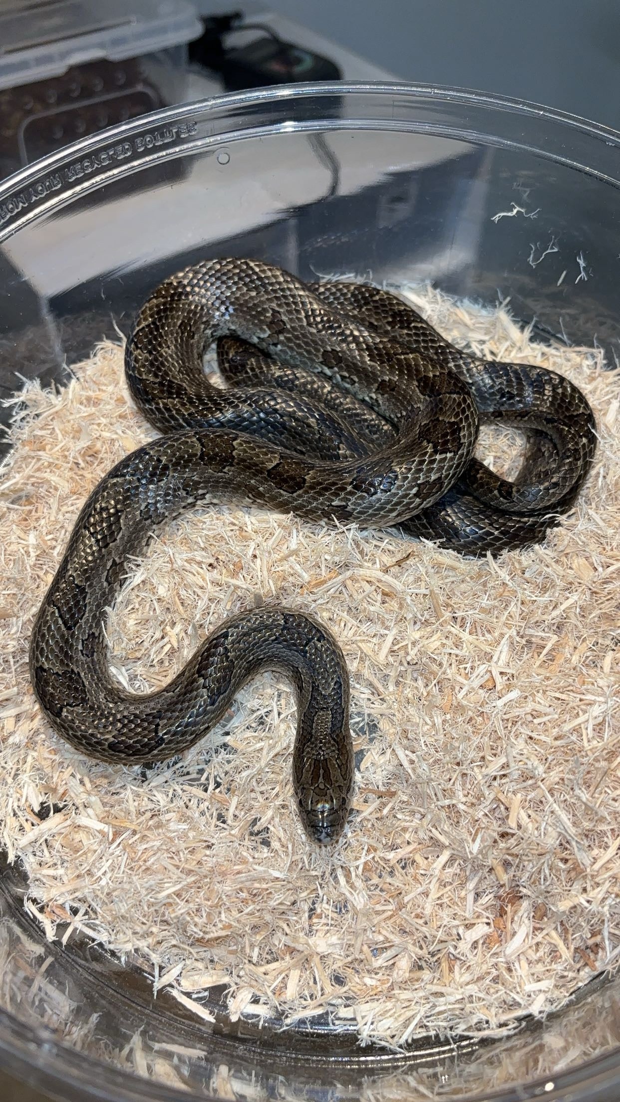 1.0 Natchitoches Parish, LA Prairie Kingsnake (Lampropeltis calligaster)