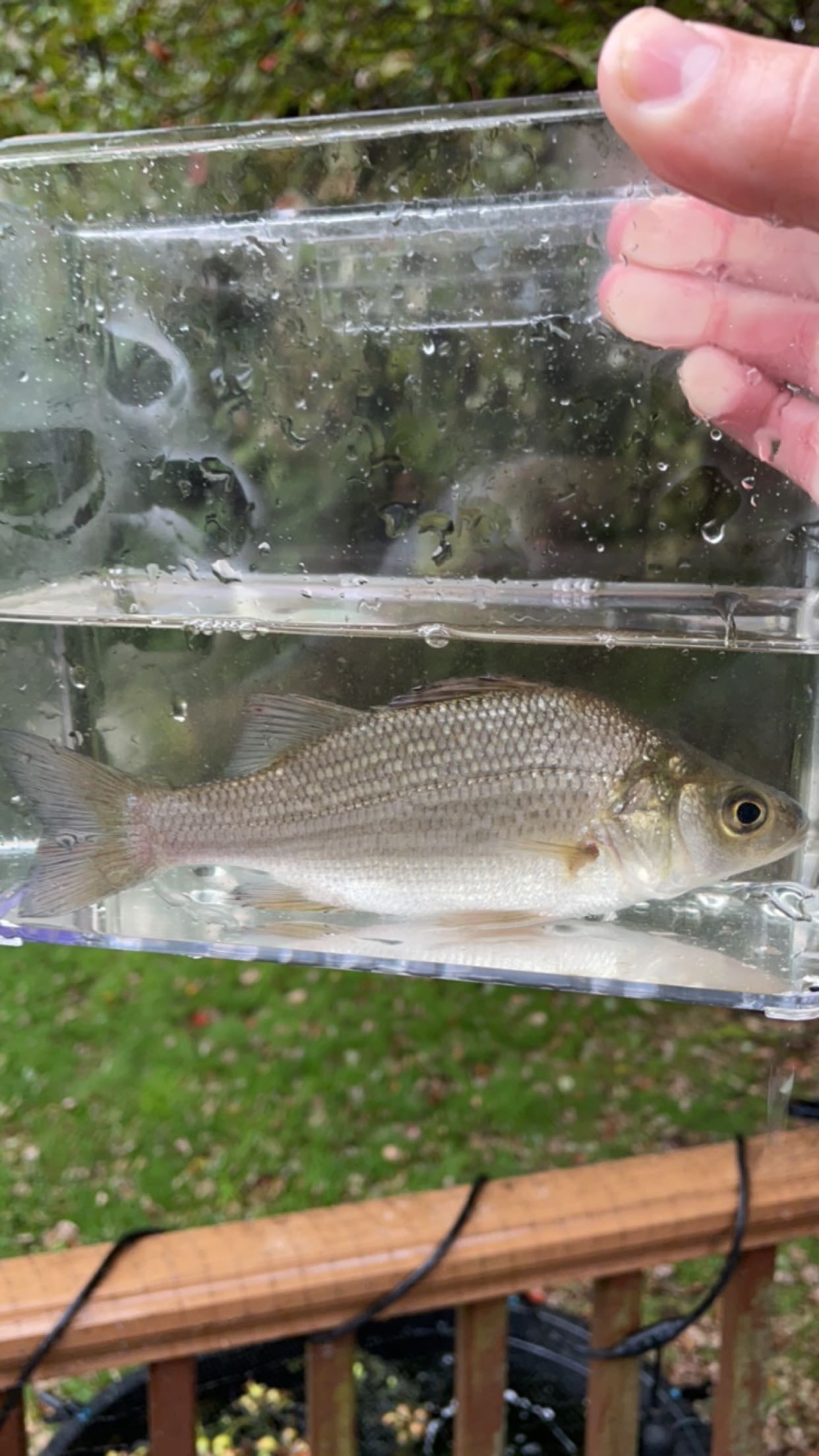 White Perch (Morone americana)