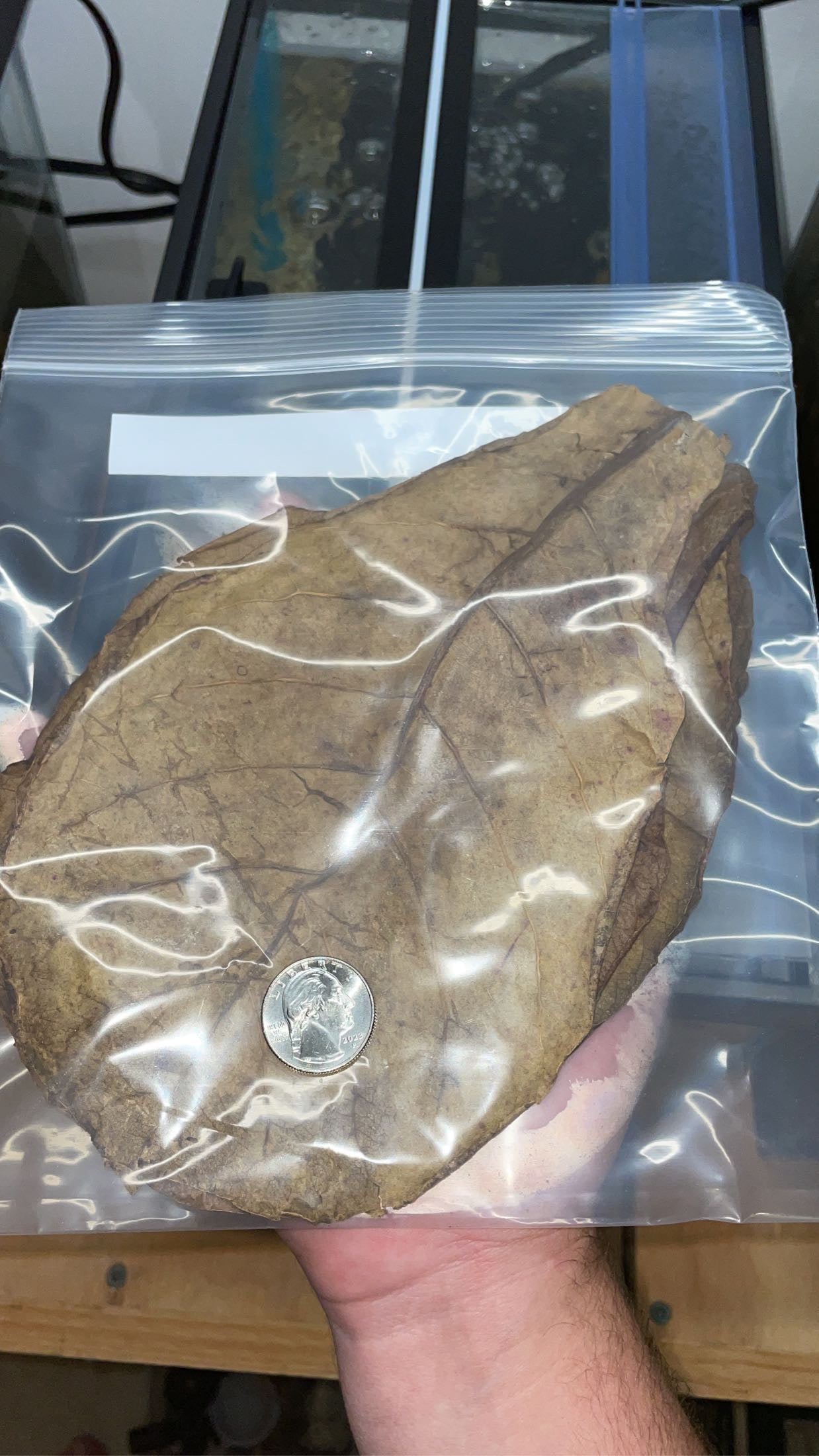 XL Indian Almond/Catappa Leaves