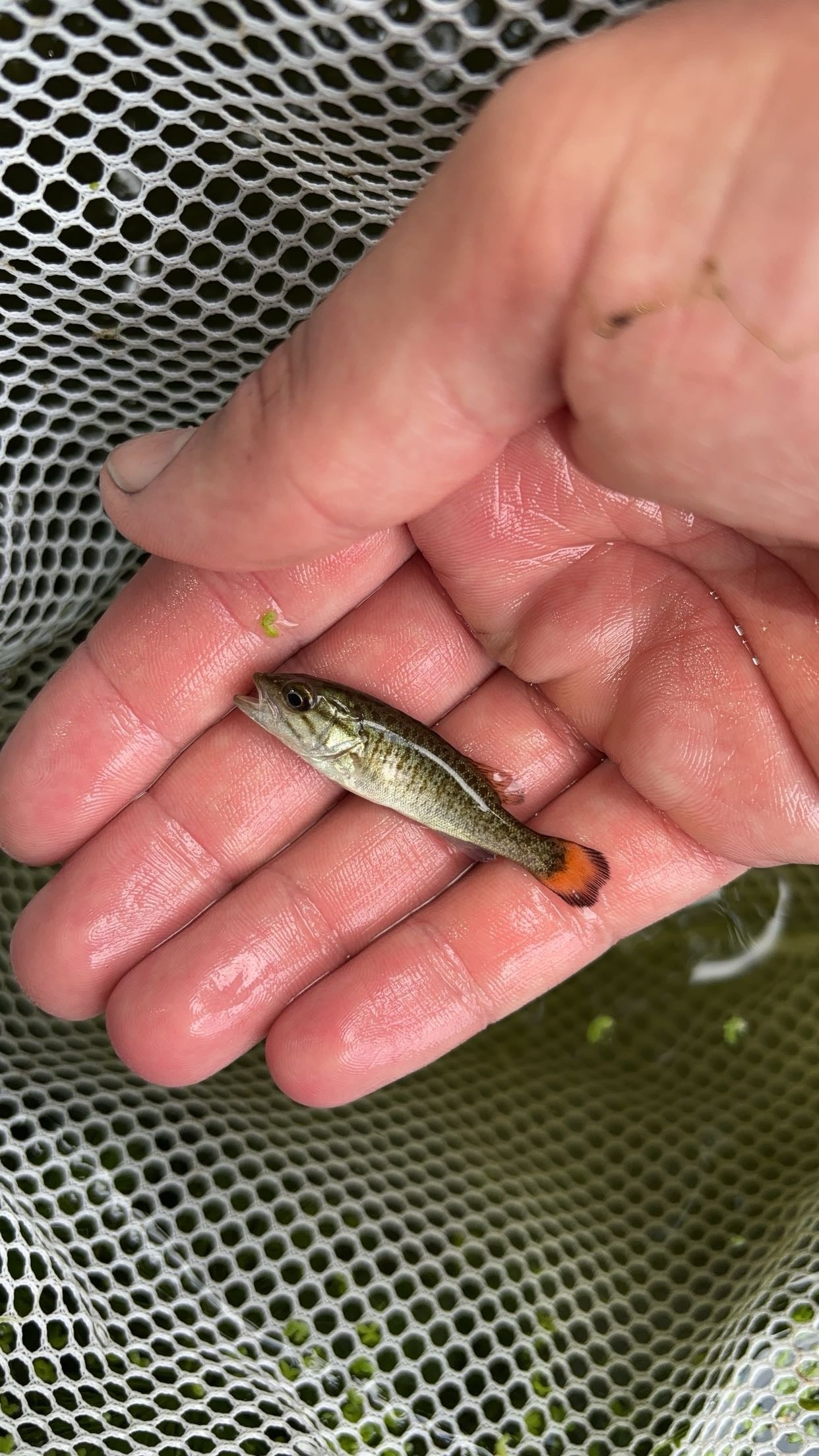 Smallmouth Bass (Micropterus dolomieu)
